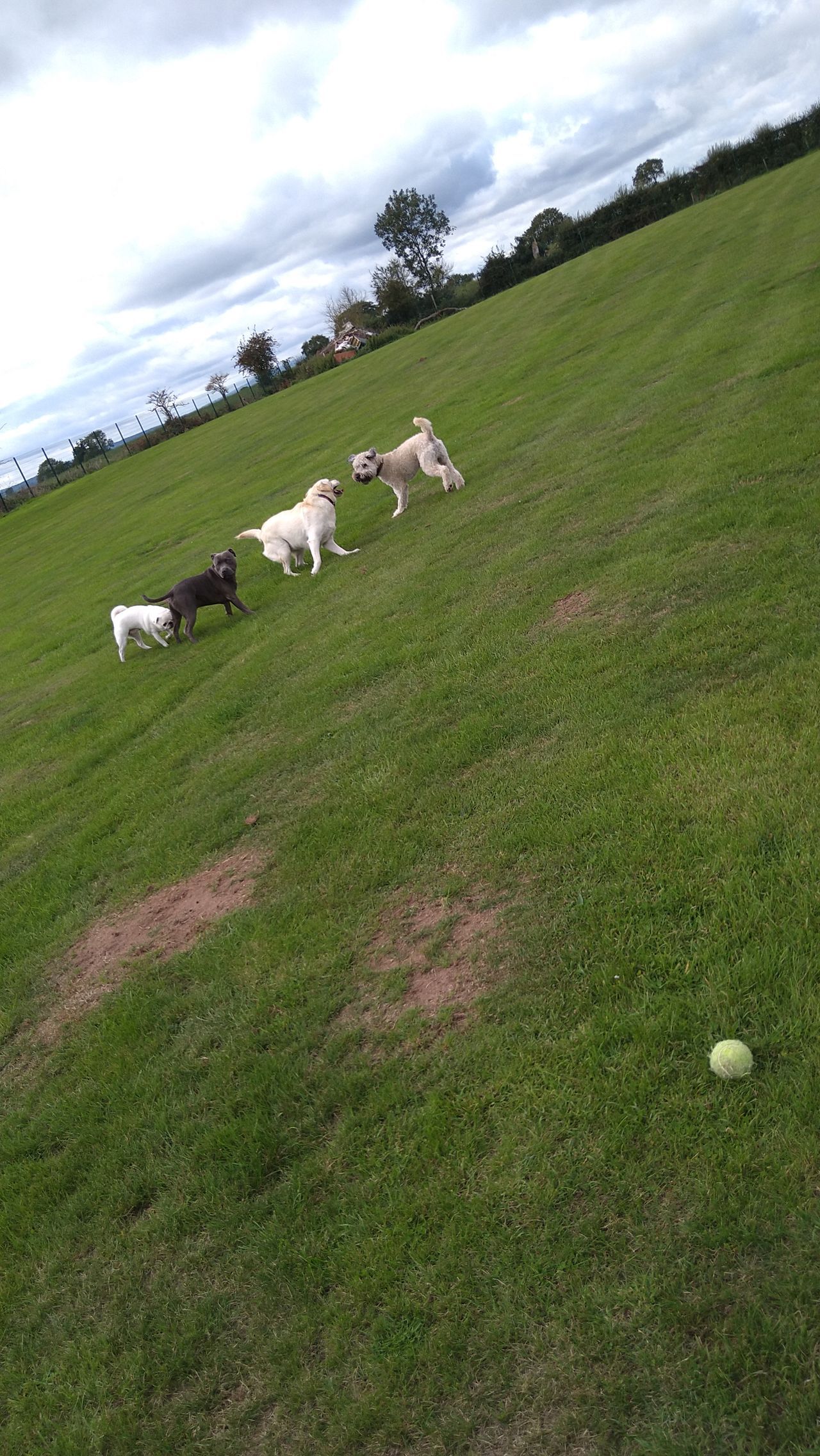 Kennels