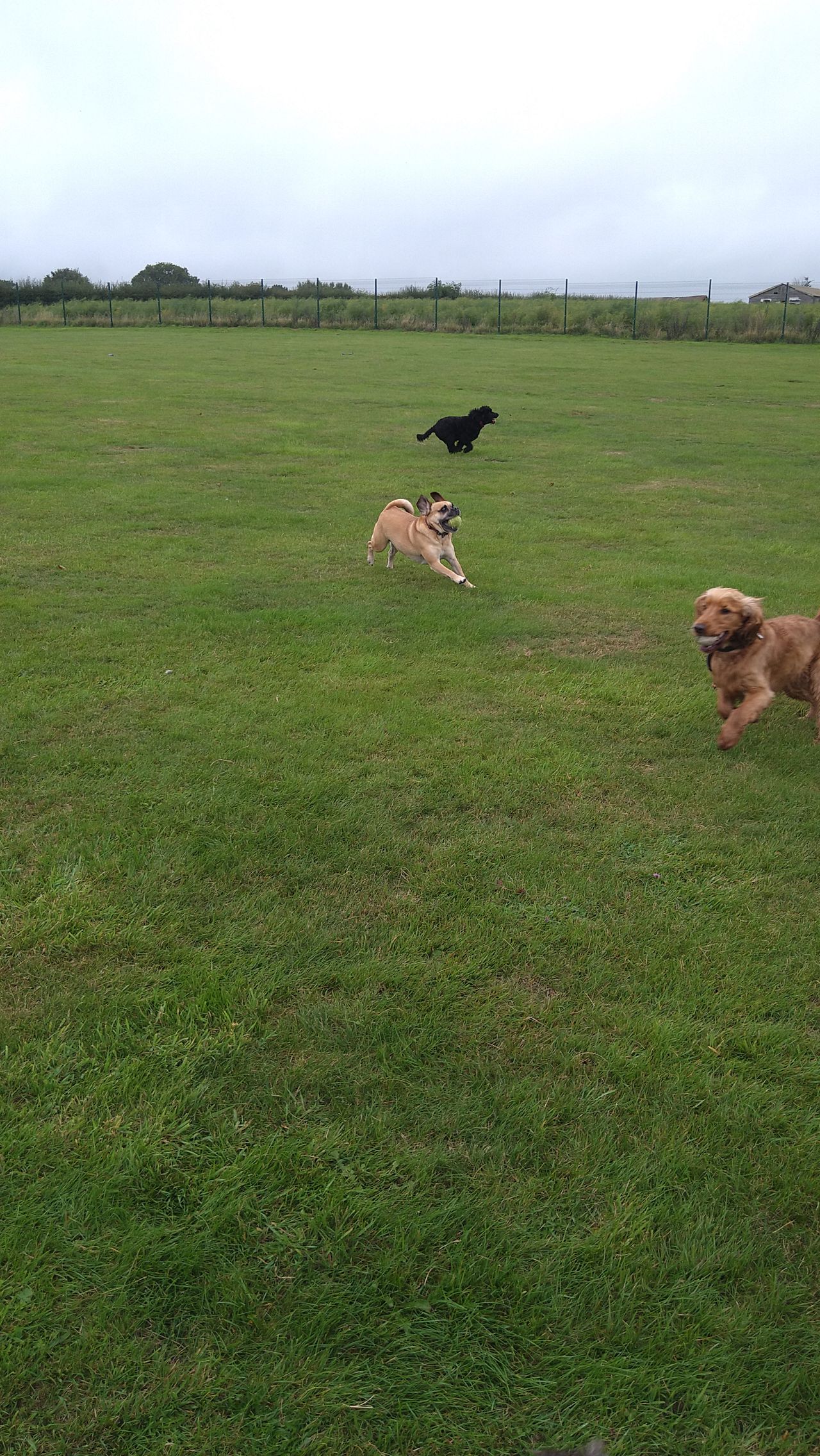 Kennels