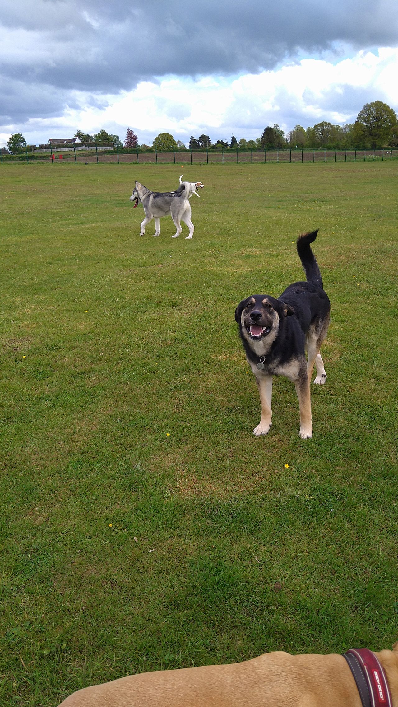 Kennels