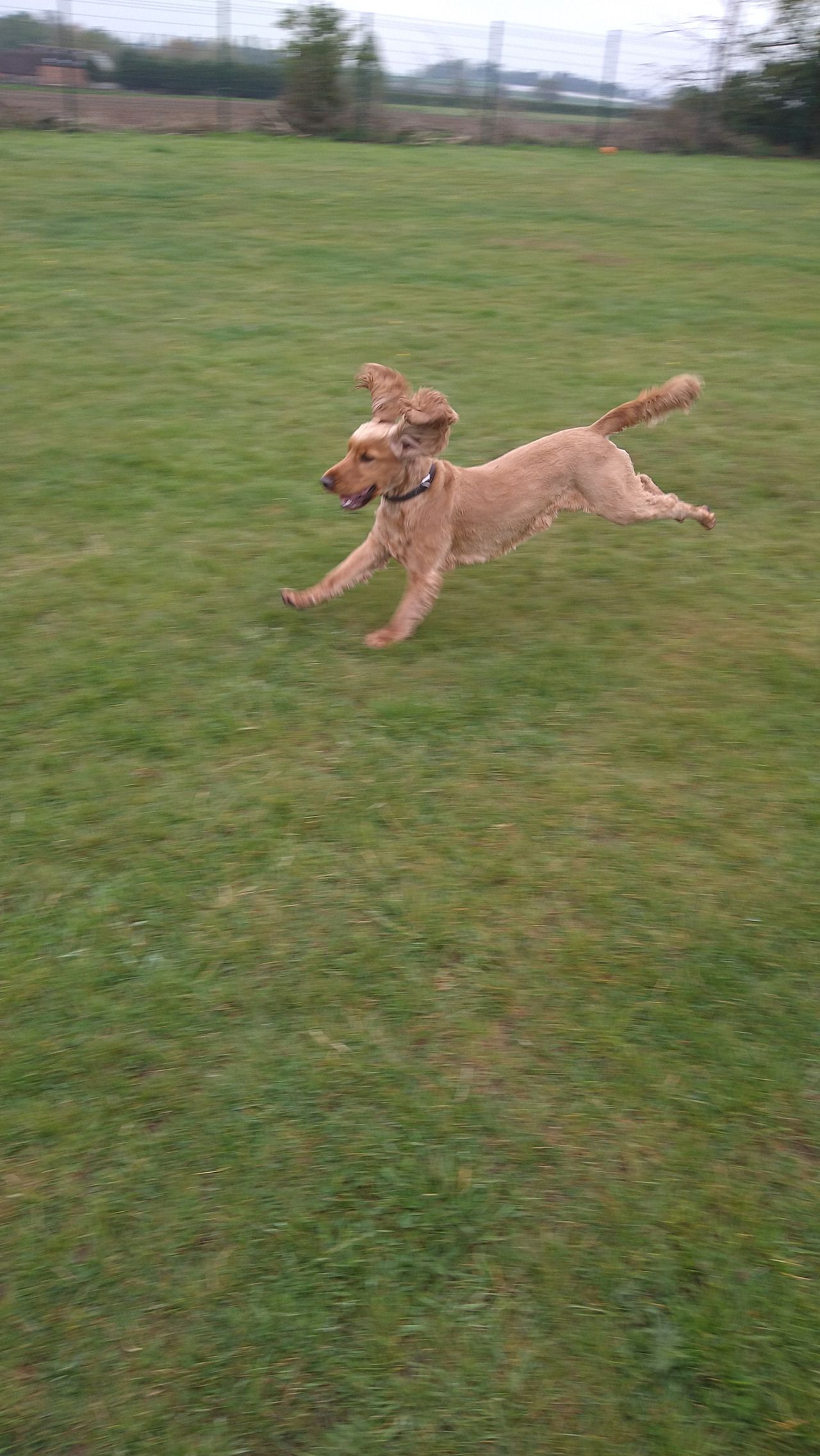 Kennels
