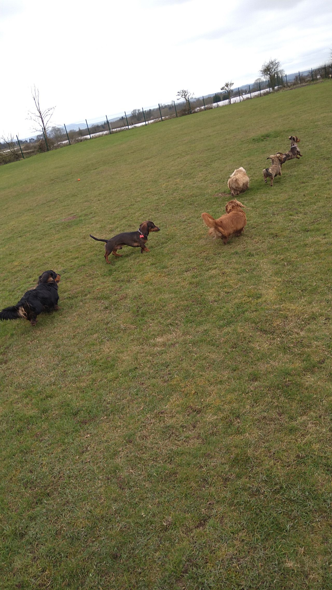 Kennels