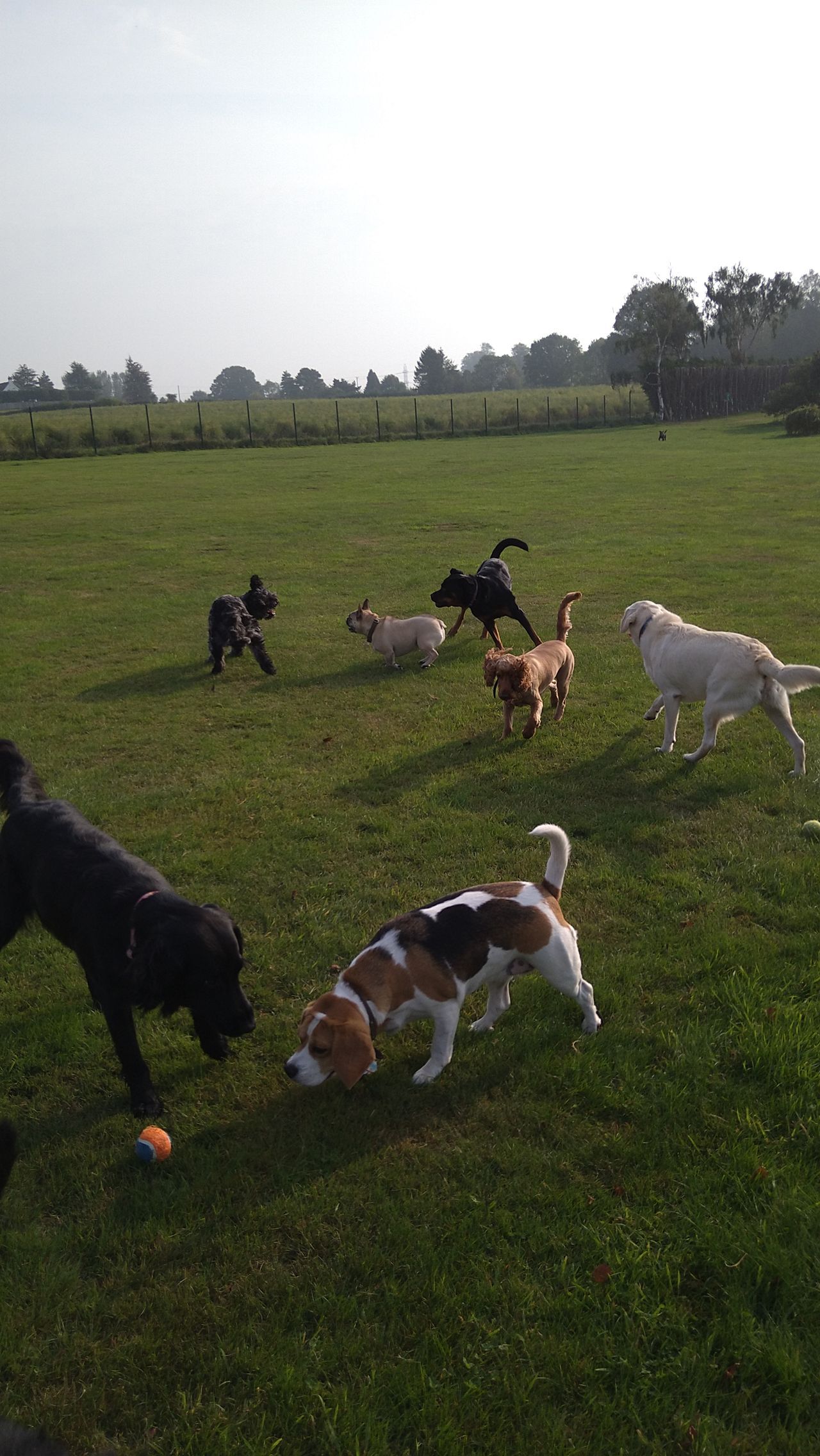 Kennels