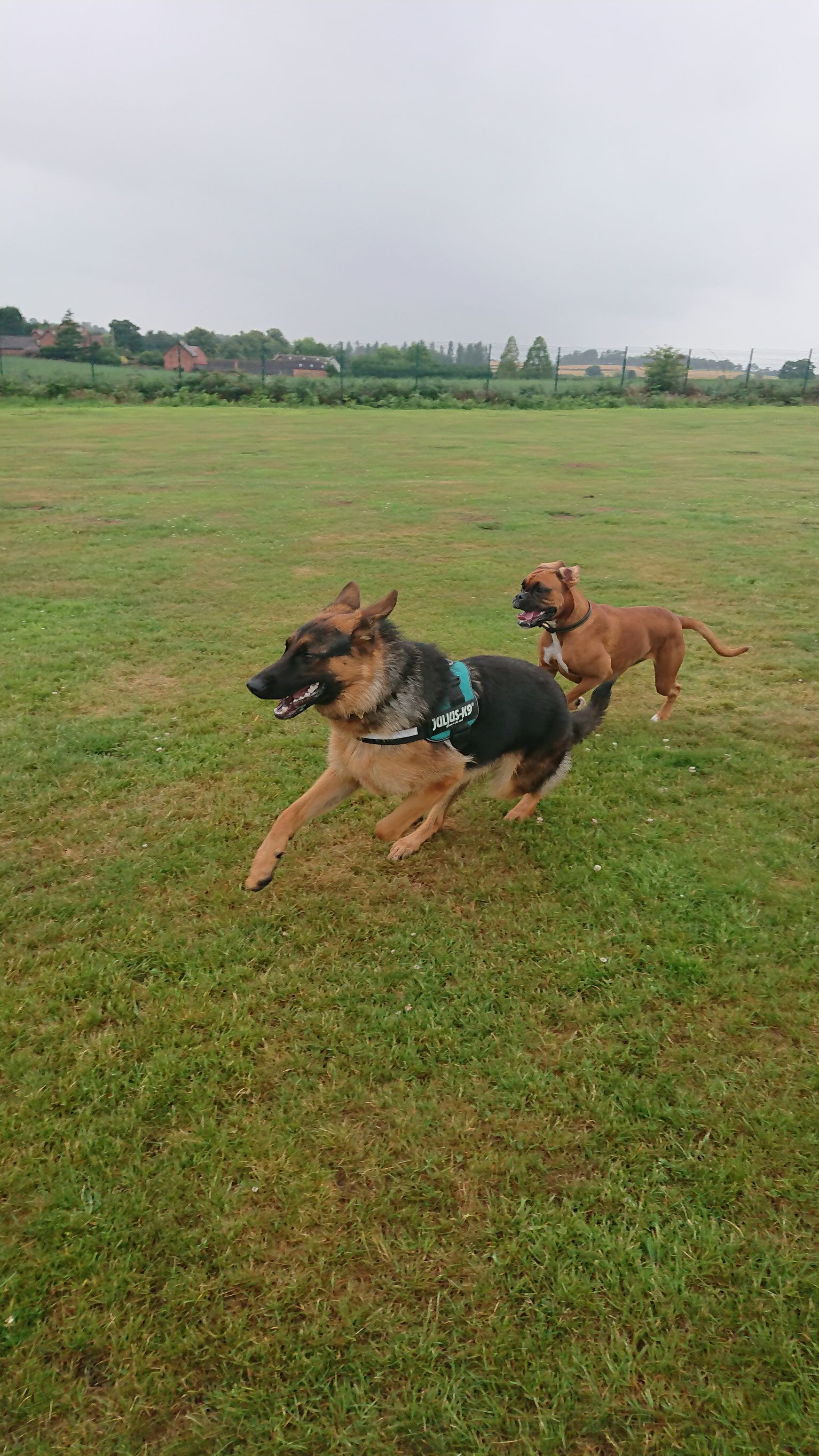 Kennels