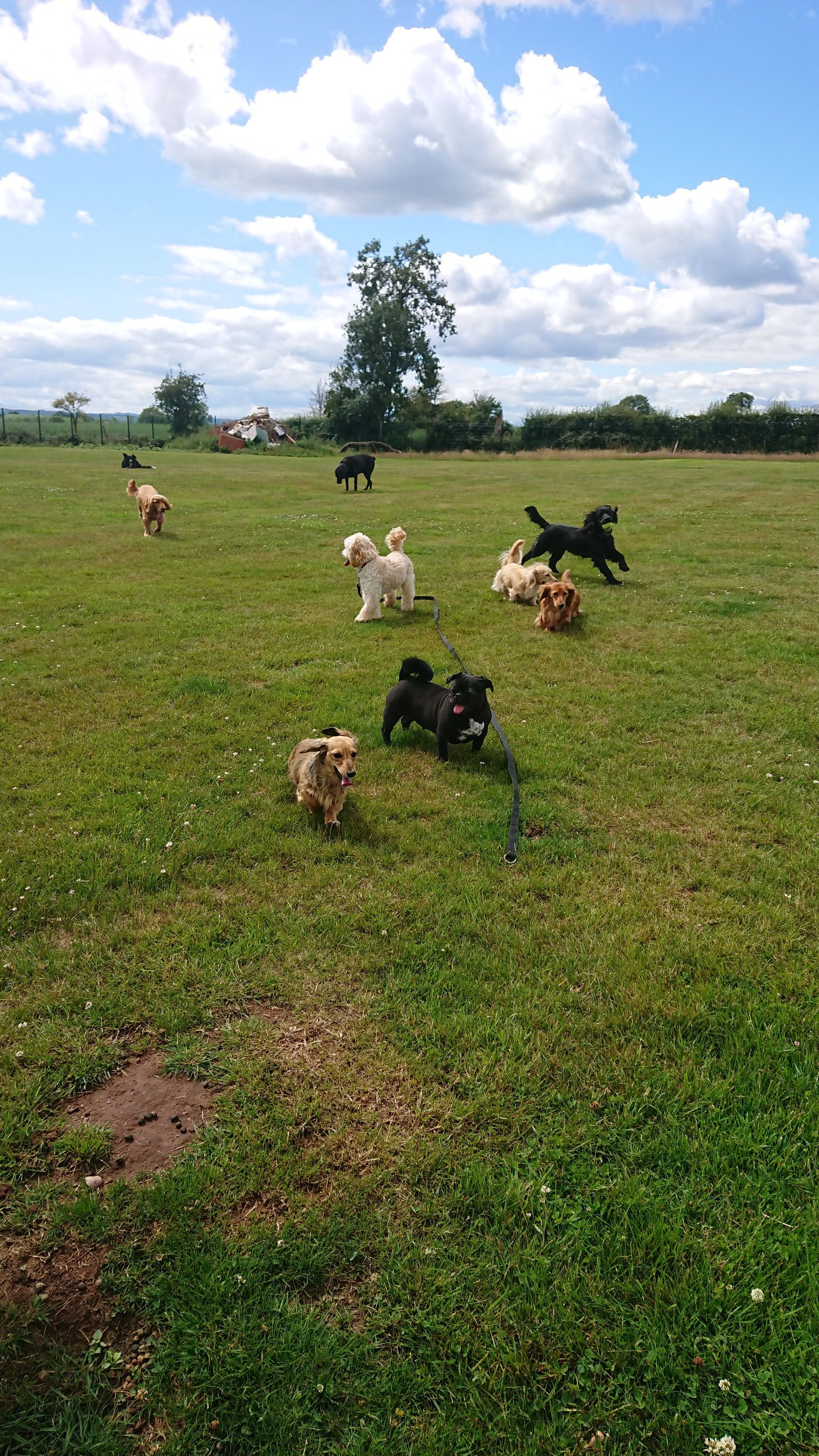 Kennels