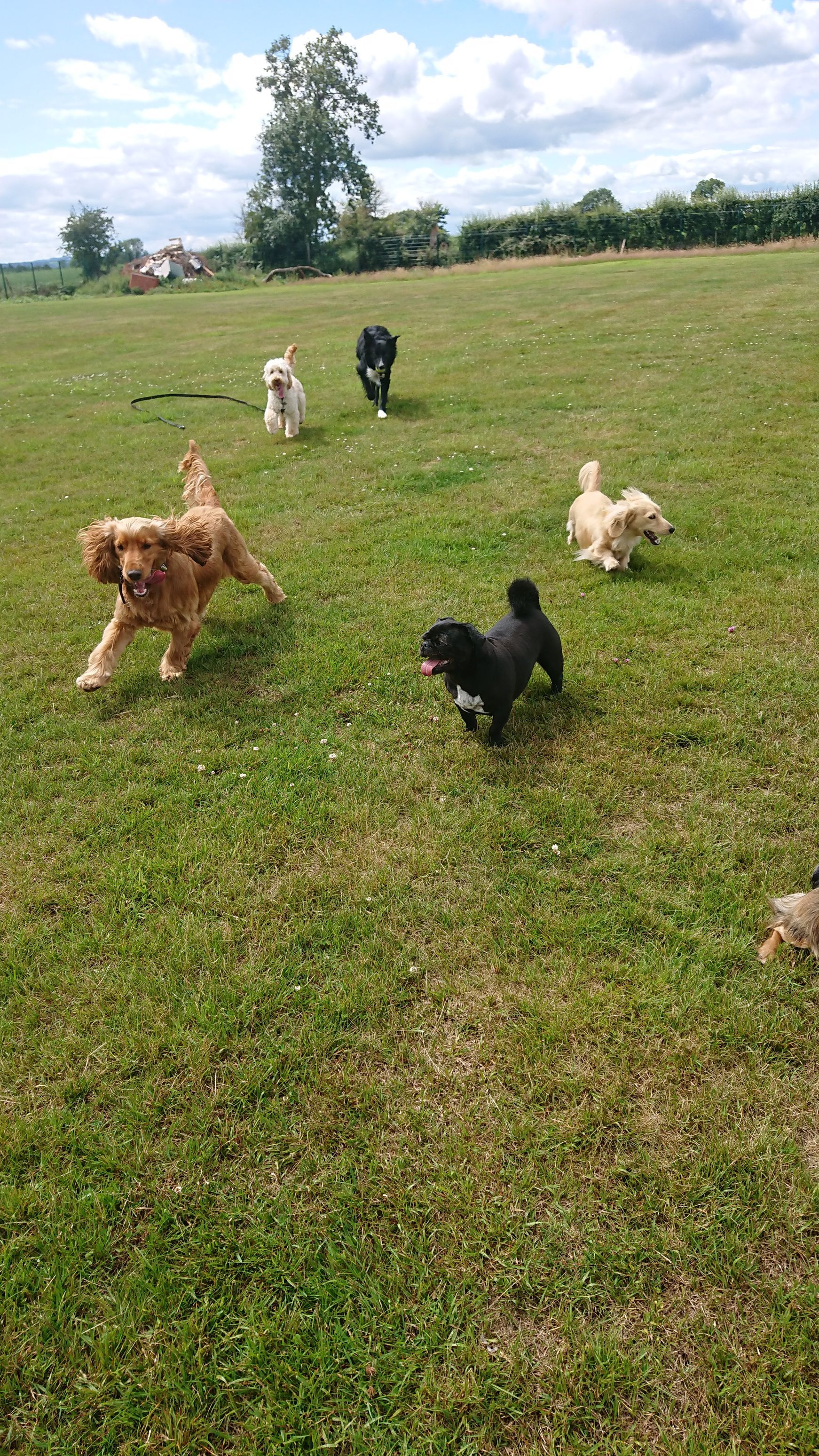 Kennels