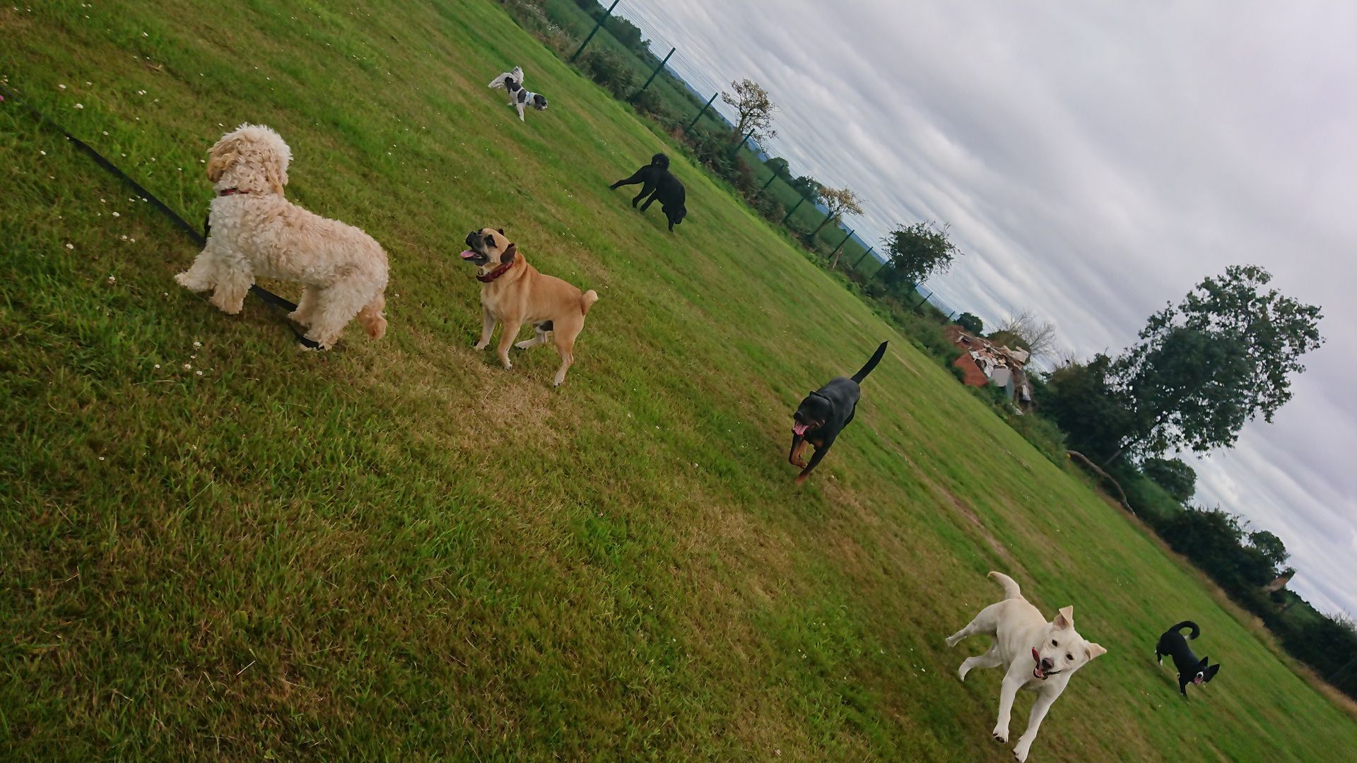 Kennels