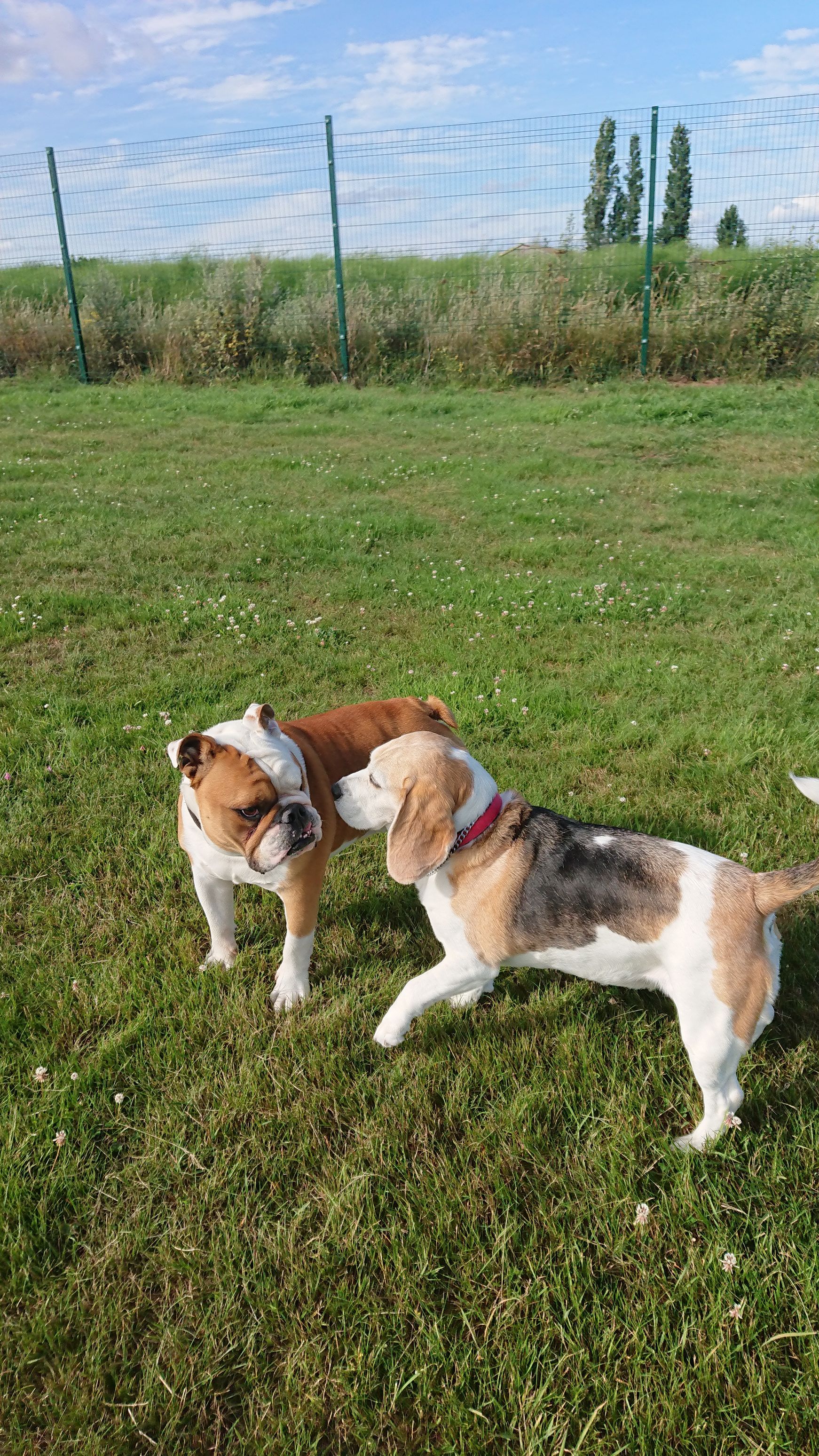 Dogs Playing