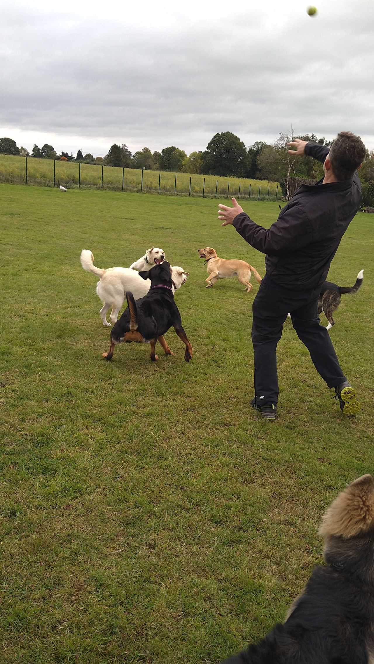 Kennels