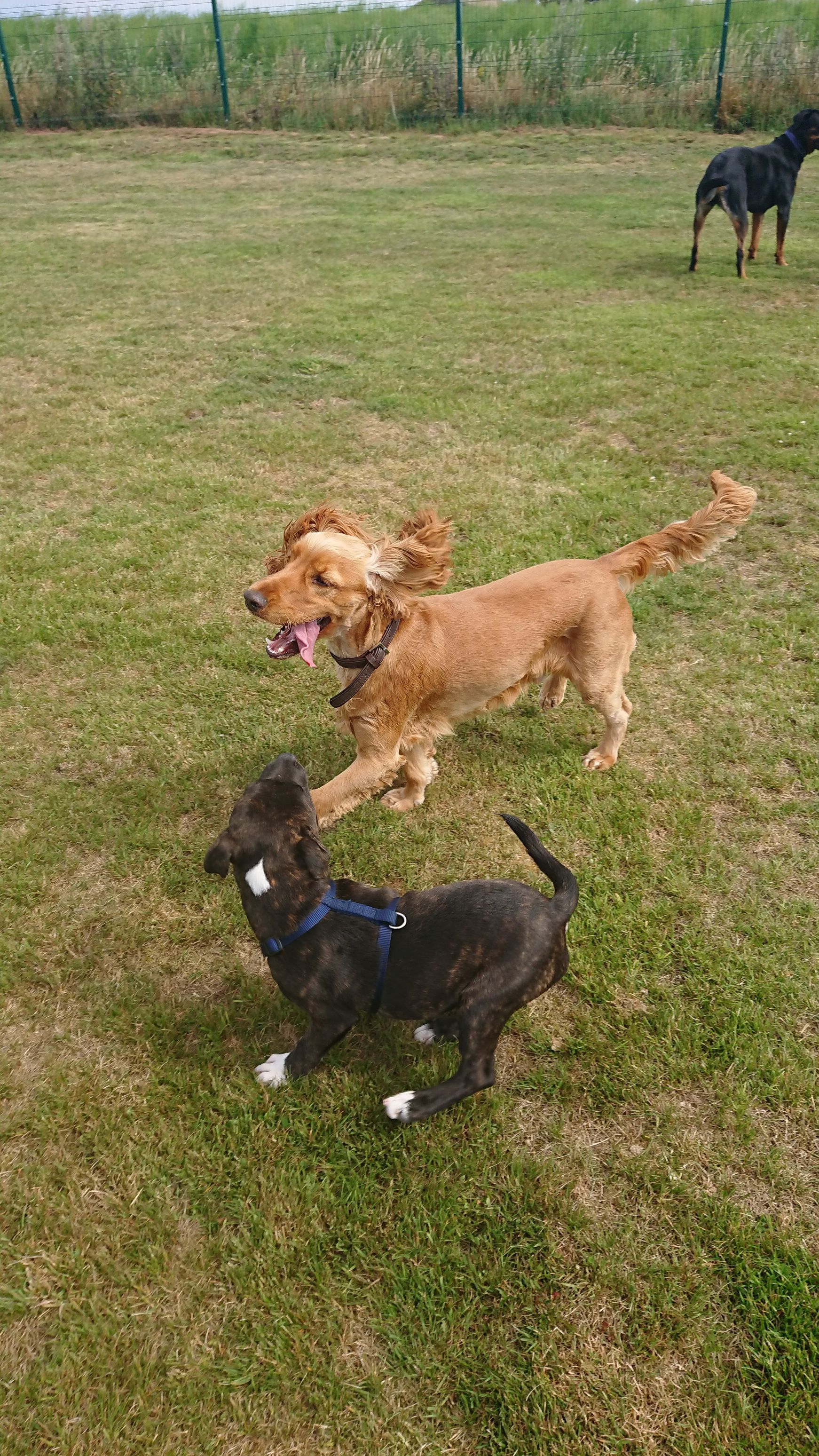 Kennels