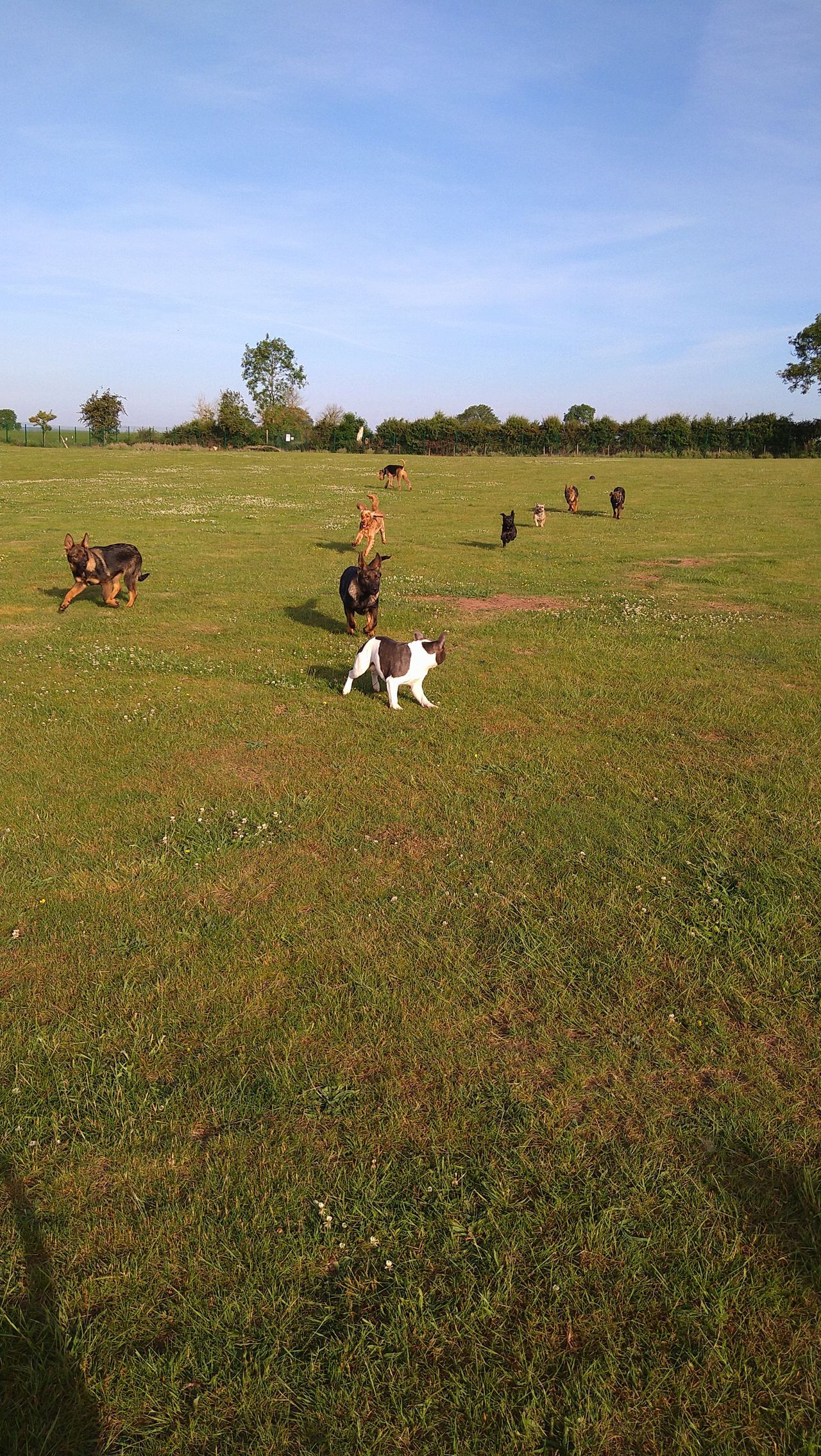 Kennels