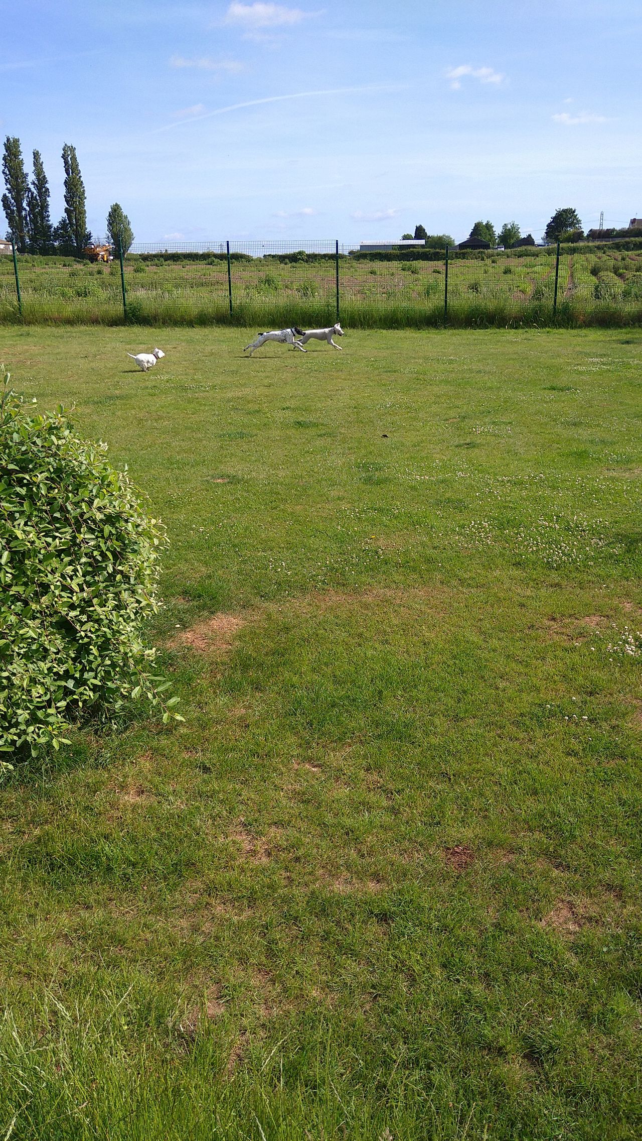Kennels