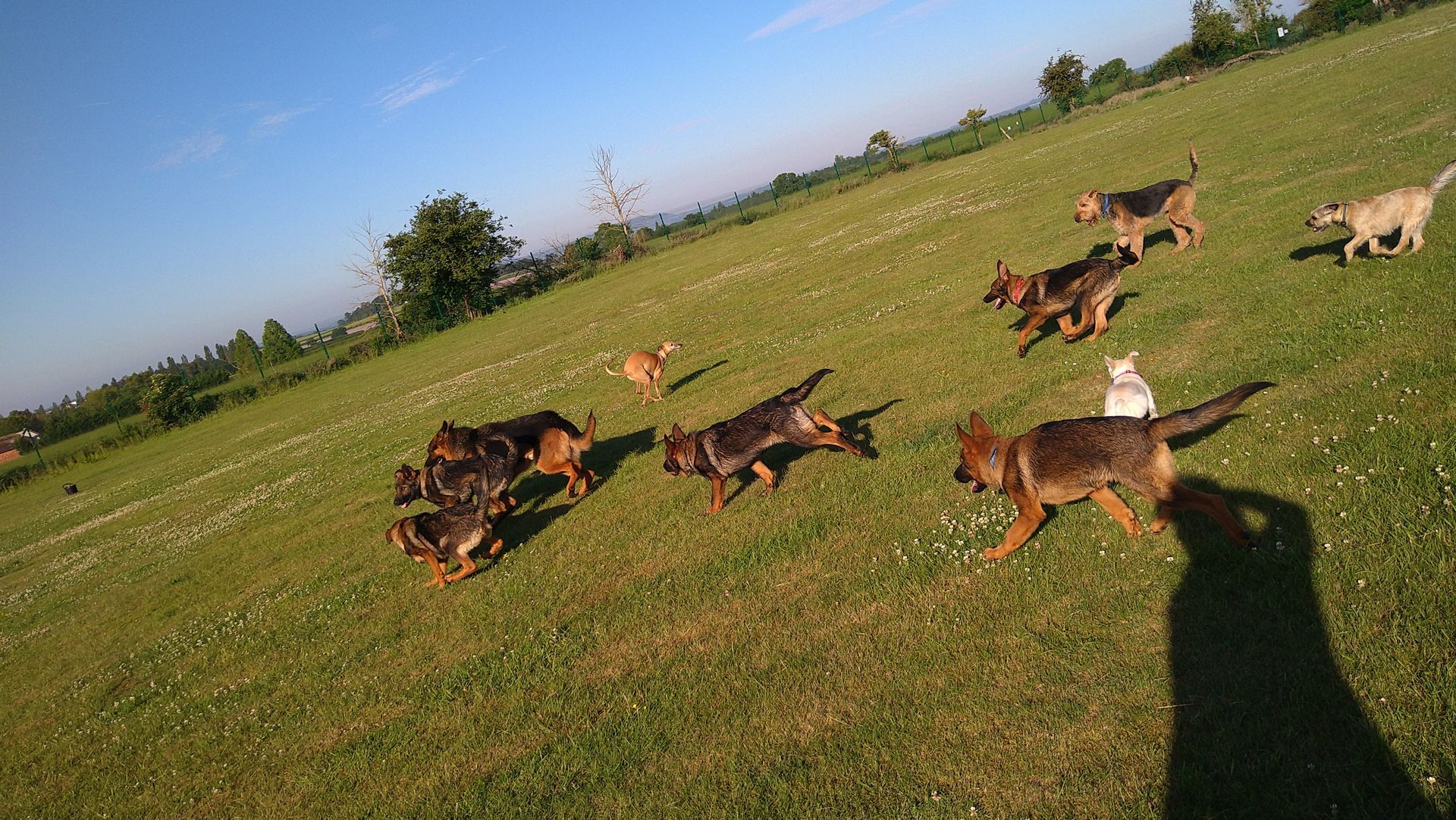 Kennels