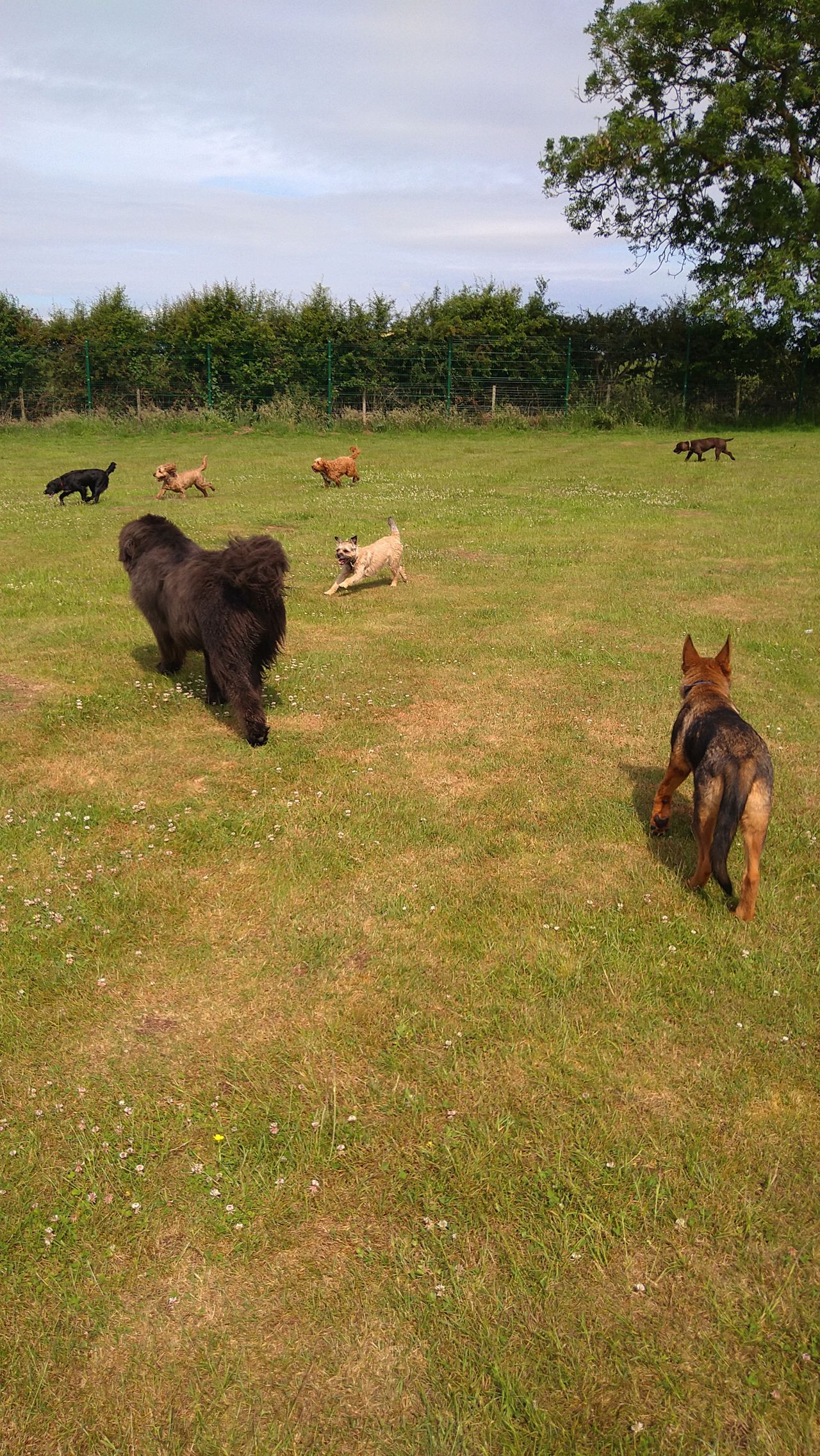 Kennels