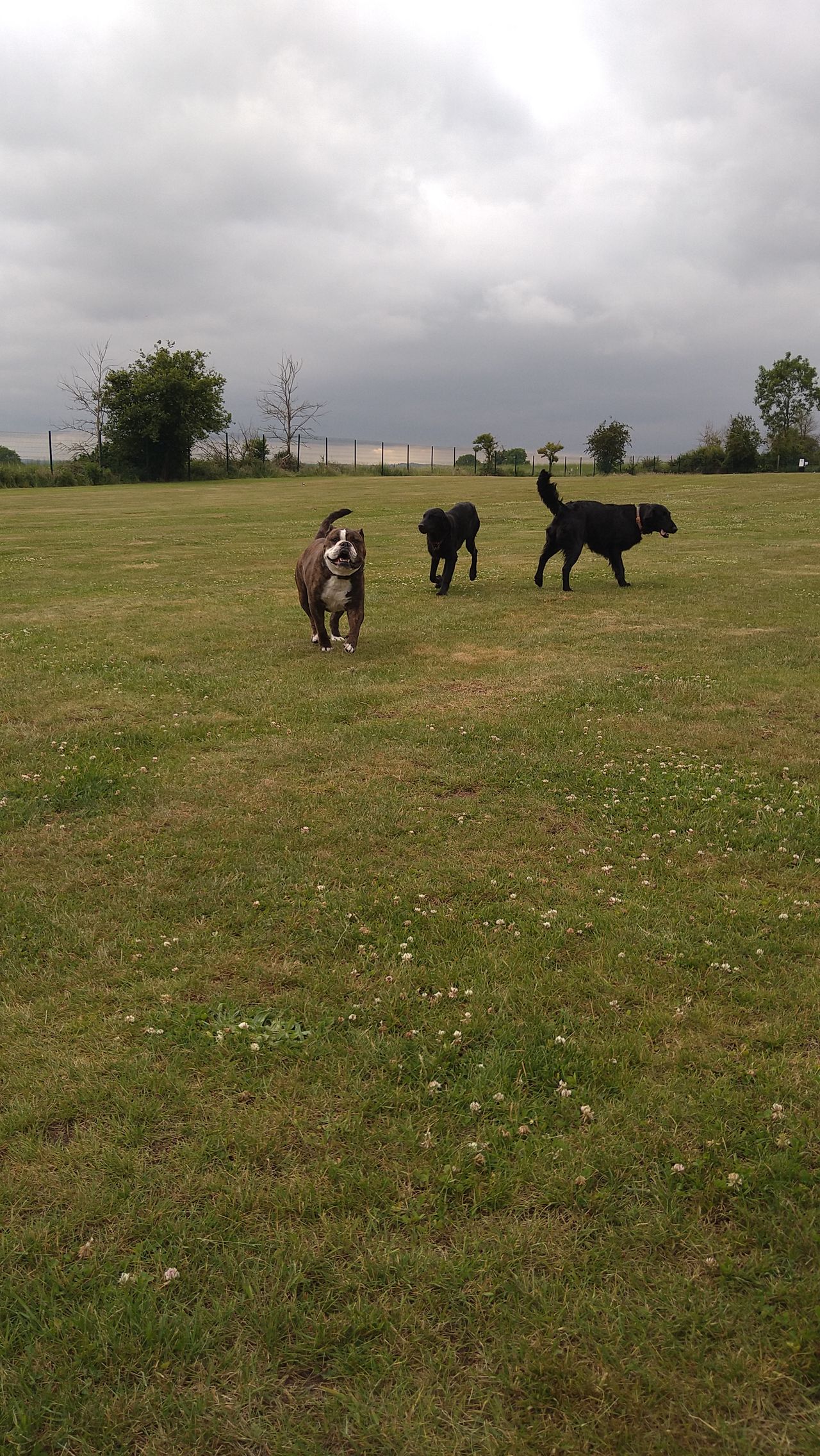 Kennels