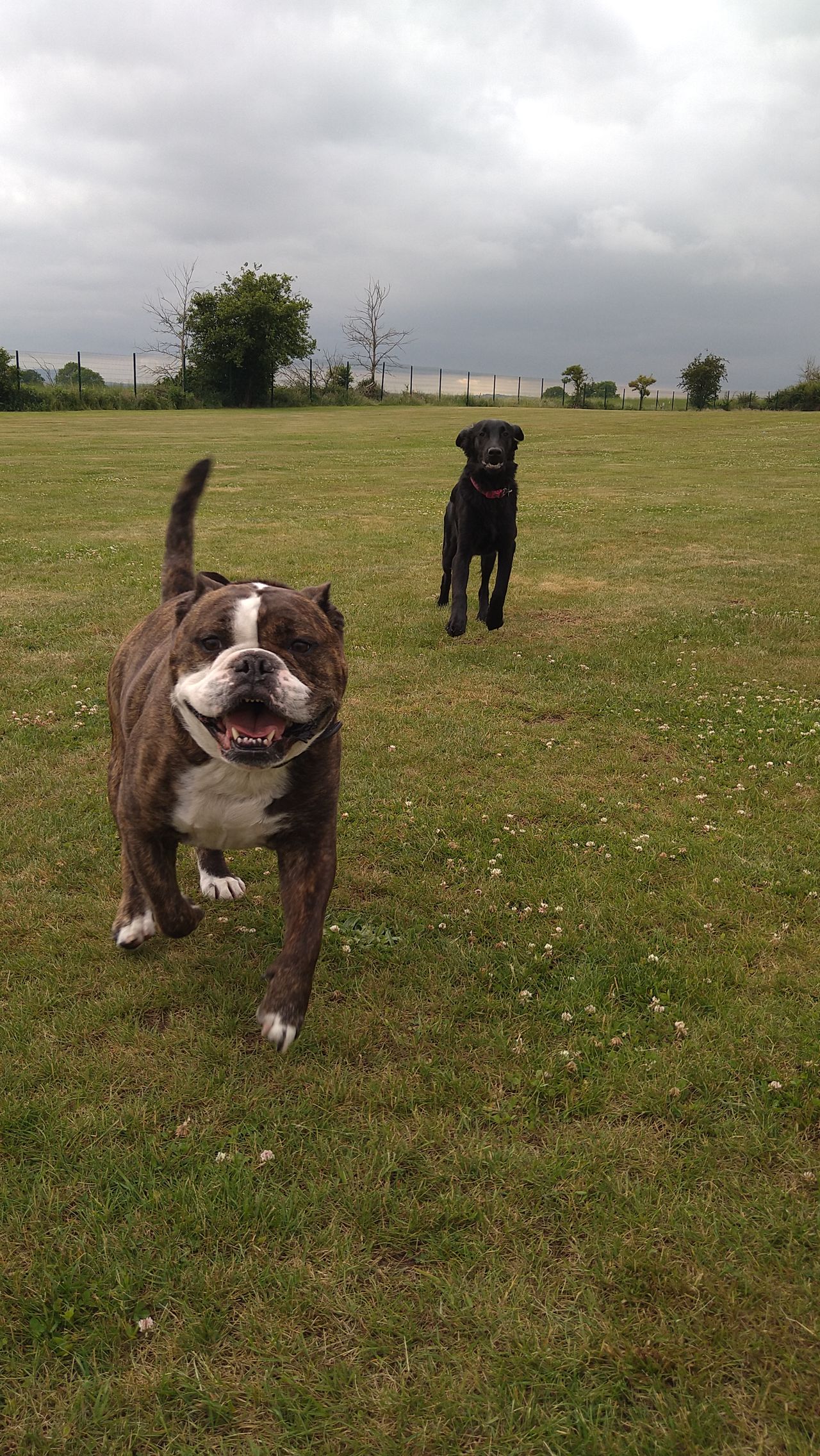 Kennels