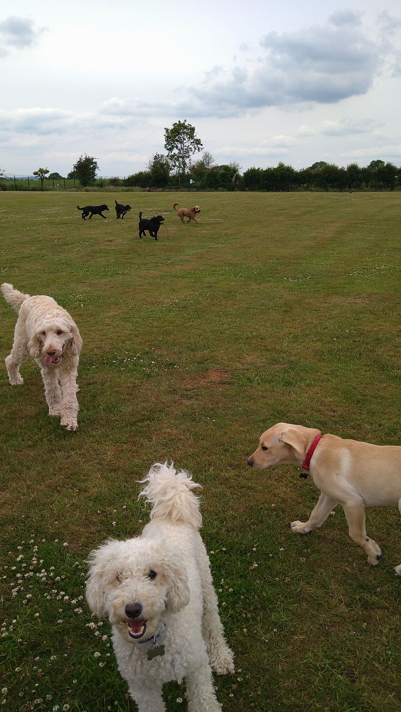 Kennels
