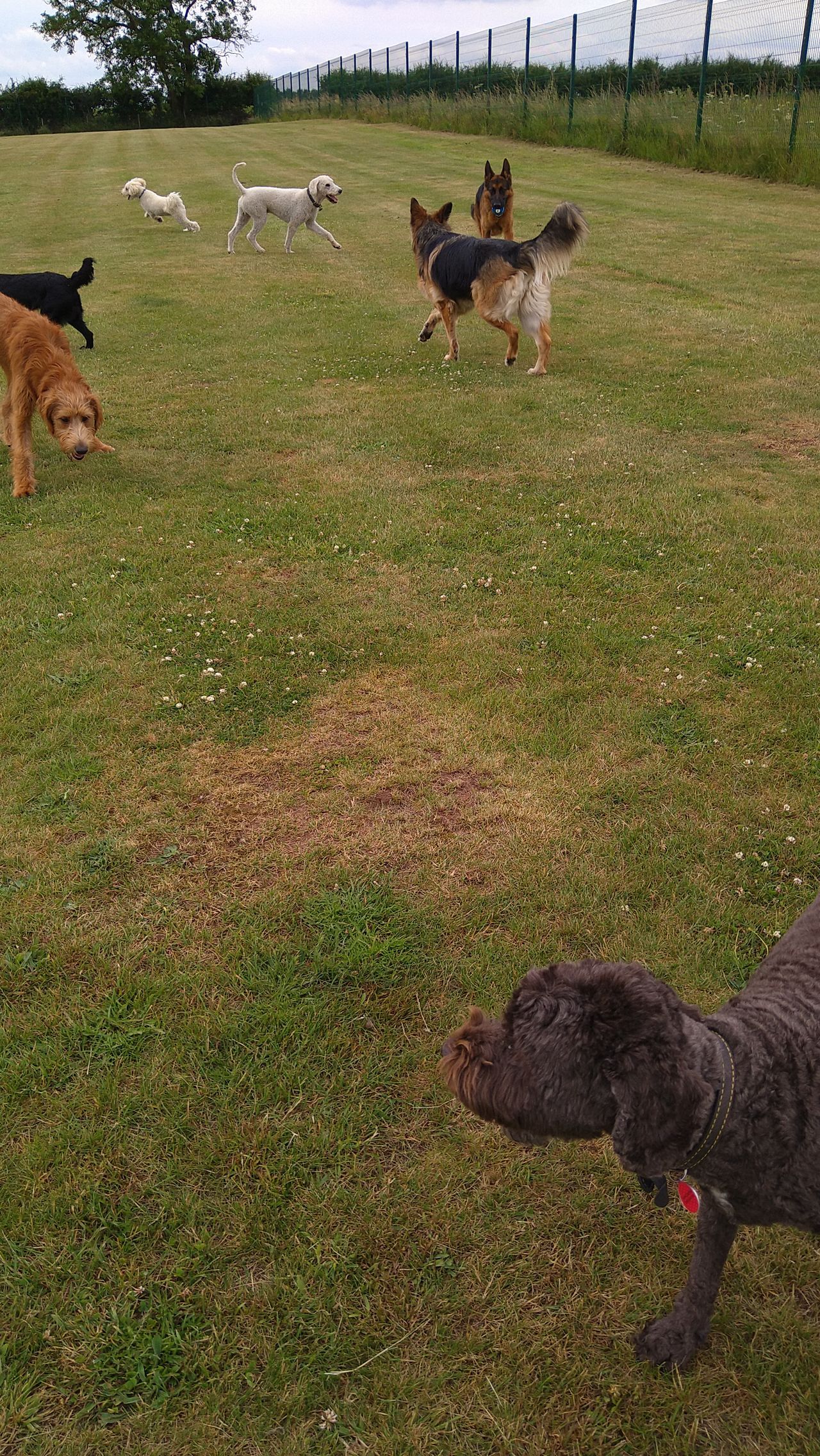 Kennels