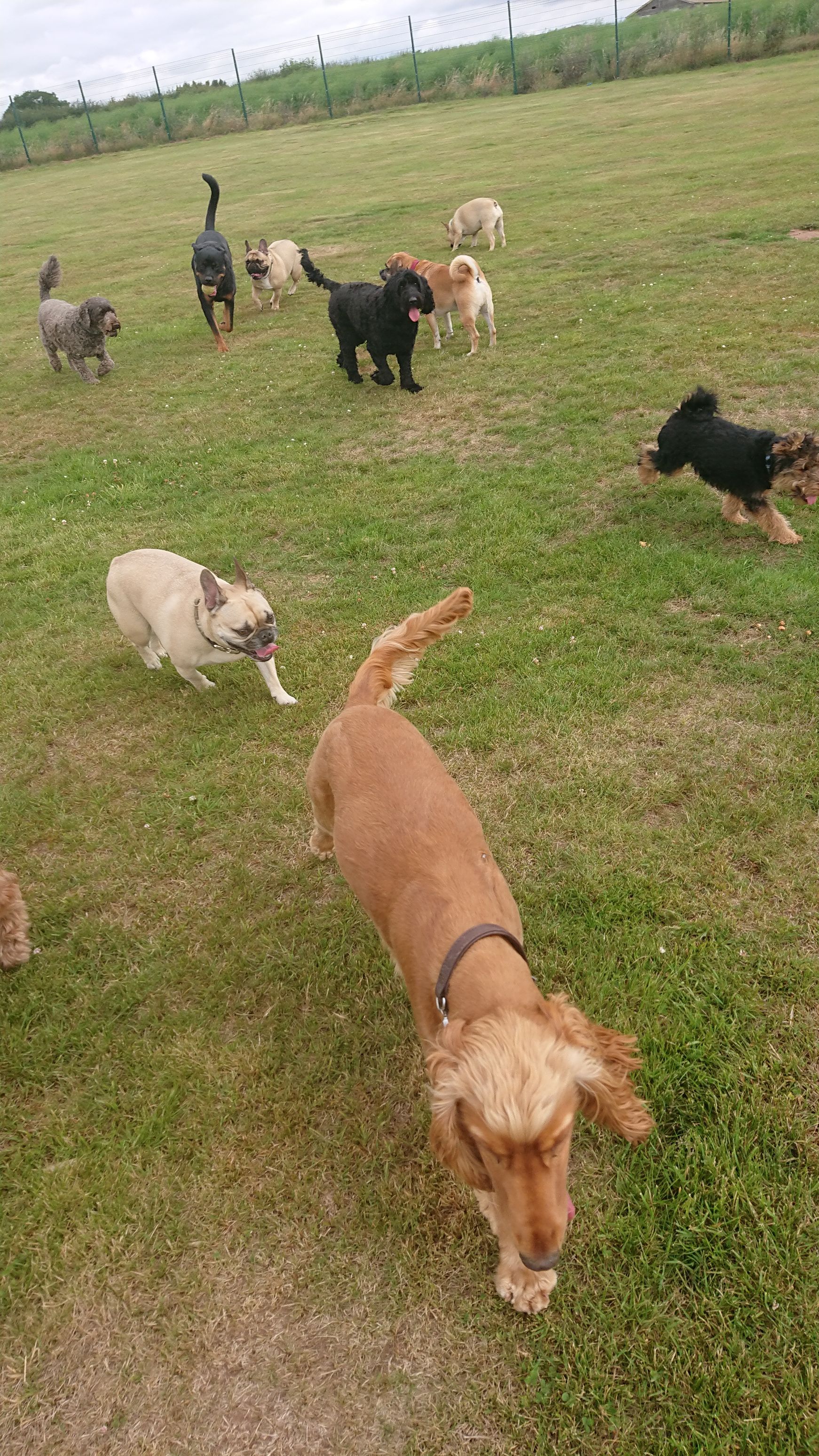Kennels