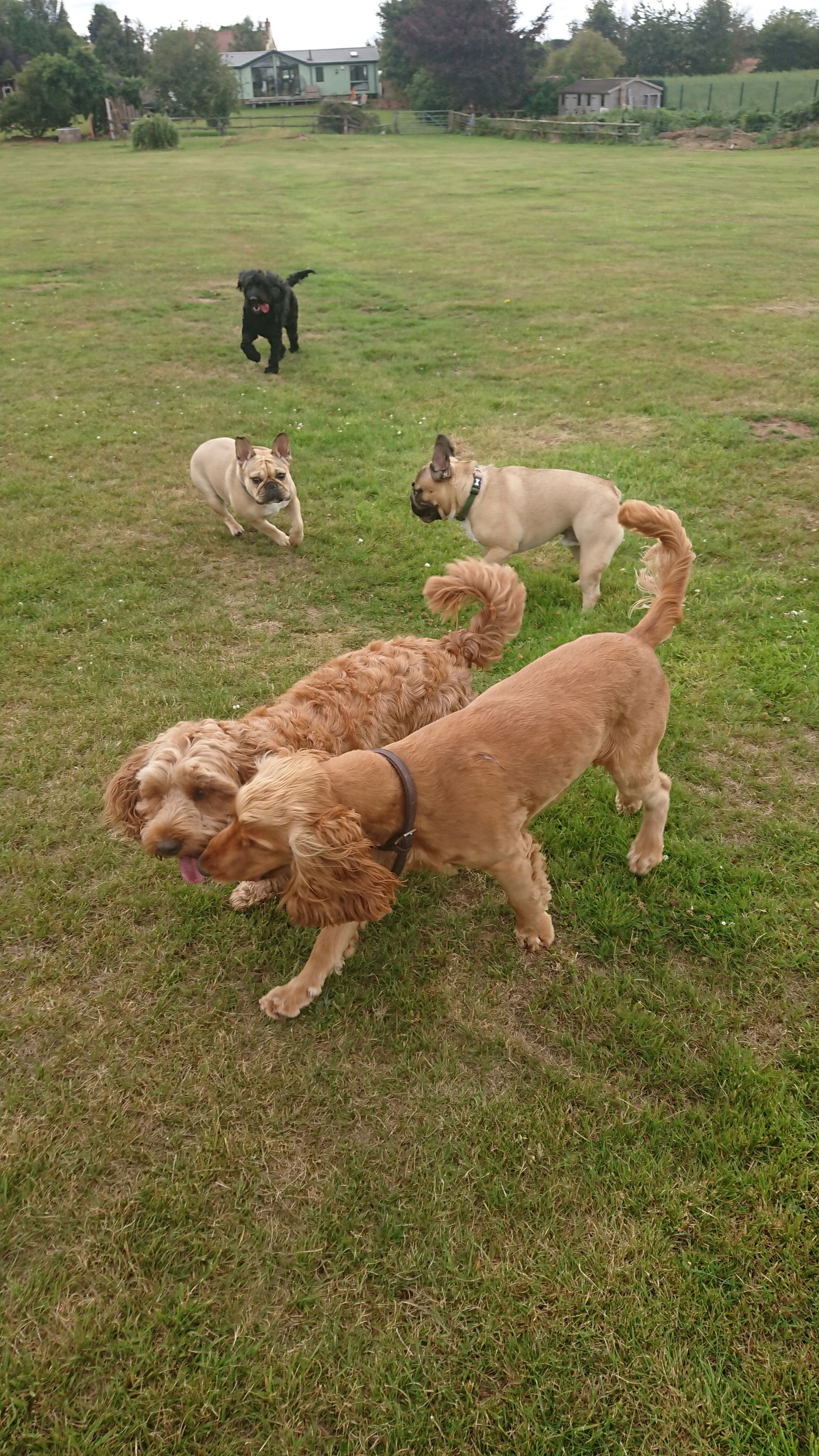 Kennels