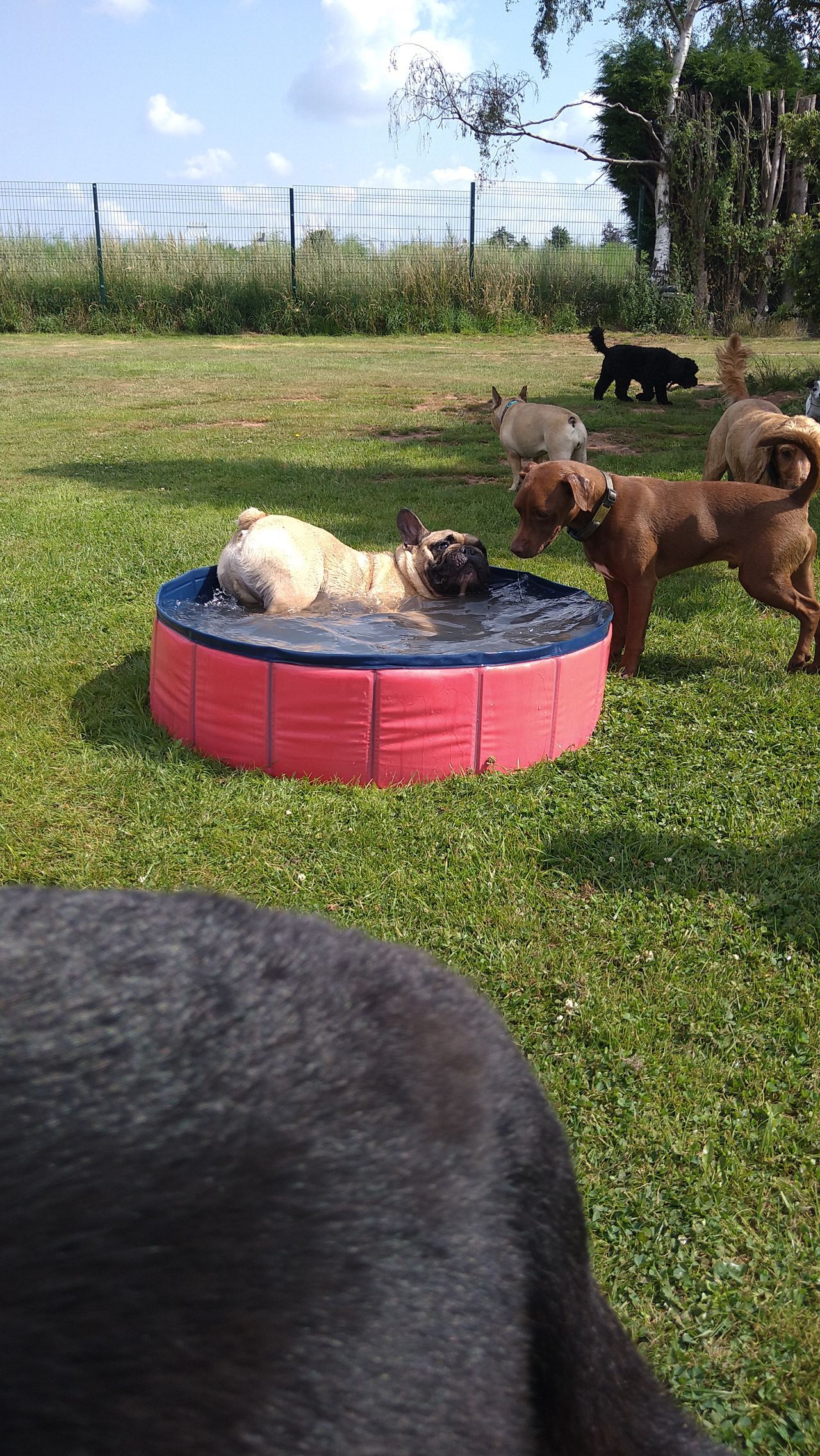 Kennels