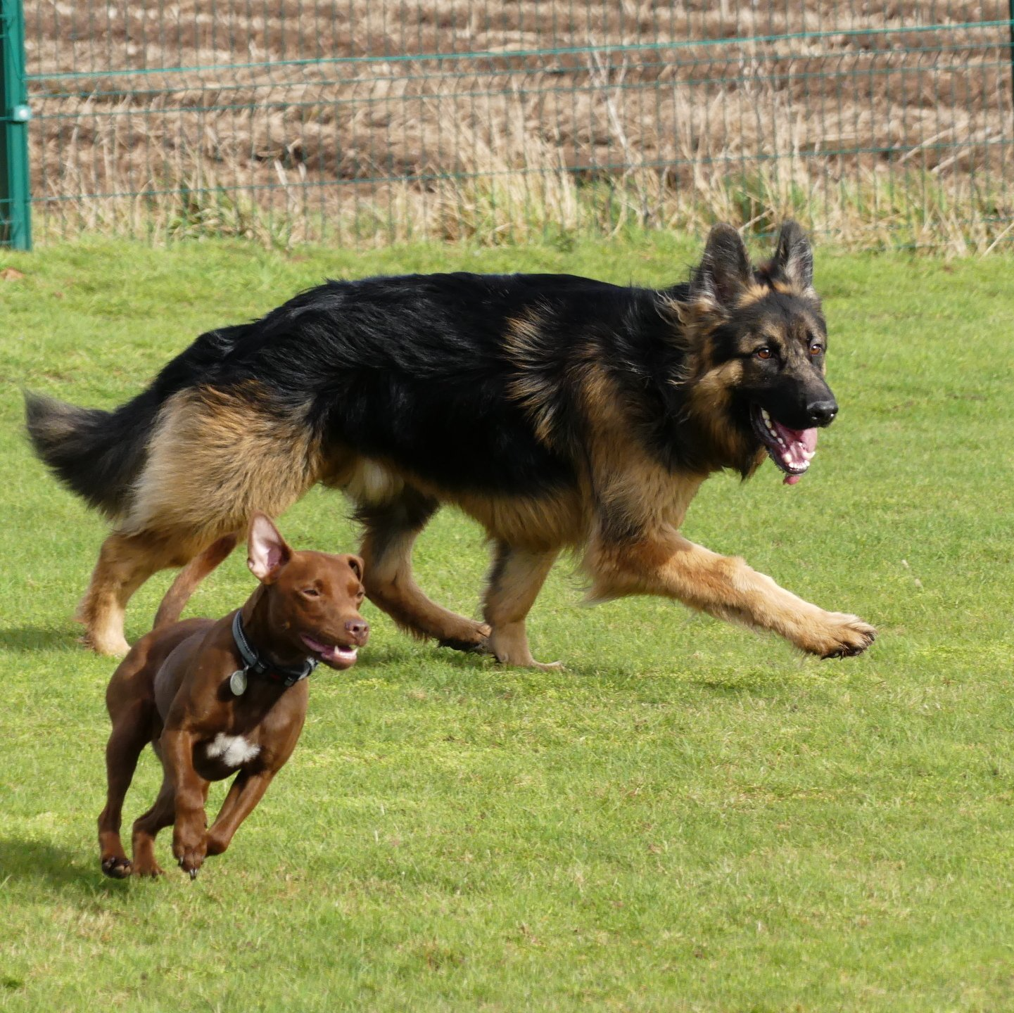 Kennels