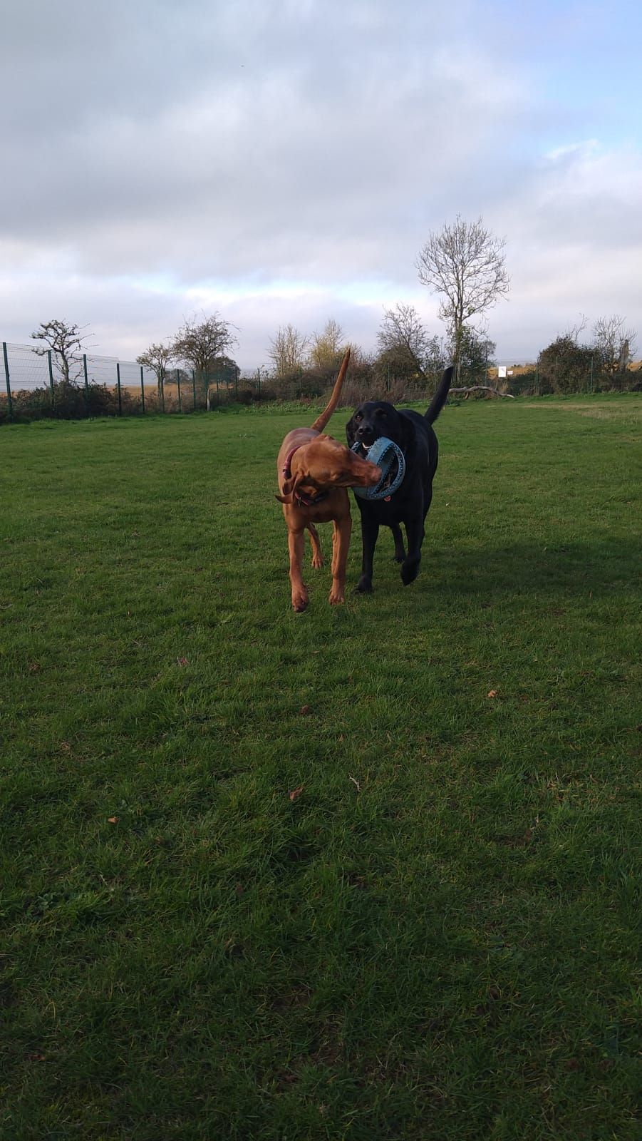 Kennels