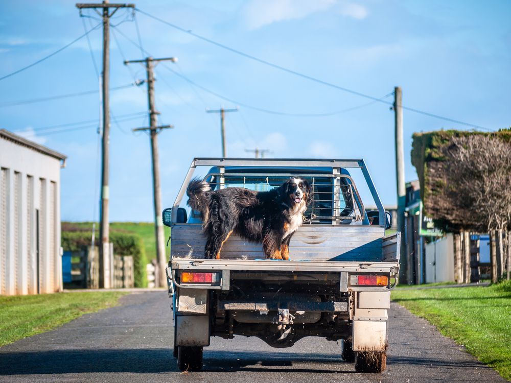A Bernese Mountain Dog stands on the back of a silver flatbed truck driving down a rural road. — Mid Coast Smash Repairs In Tuncurry, NSW