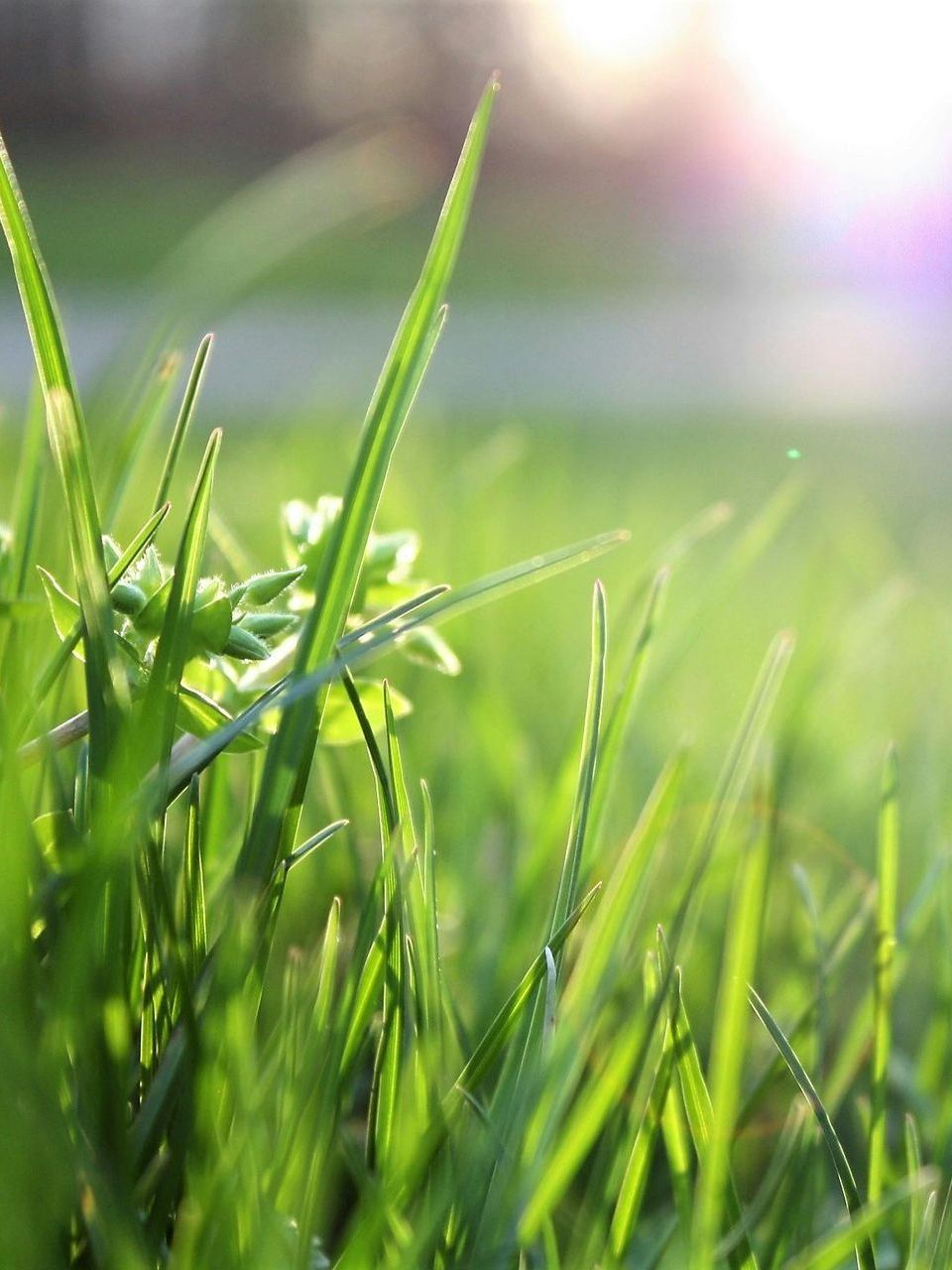 Close-up of bright green grass blades glowing in the soft, blurred sunlight of an outdoor setting.