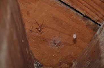 ceiling with spider