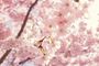 A close up of a cherry blossom tree with pink flowers.