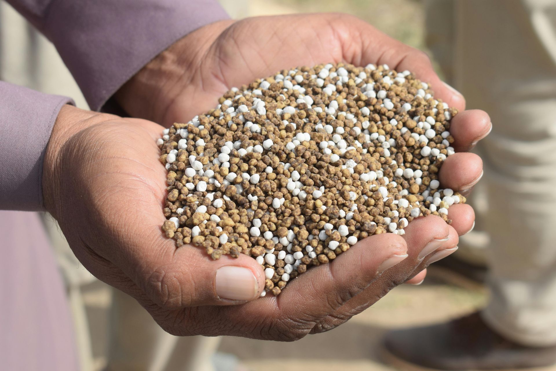 A person is holding a pile of fertilizer in their hands