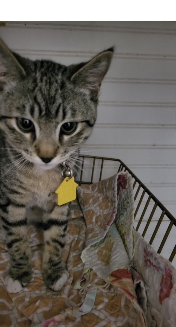 A woman is holding a cat in her arms and the cat is looking at the camera.