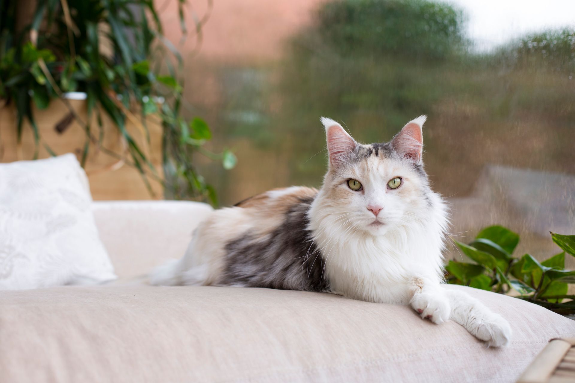 A cat is laying on a pillow on a couch.