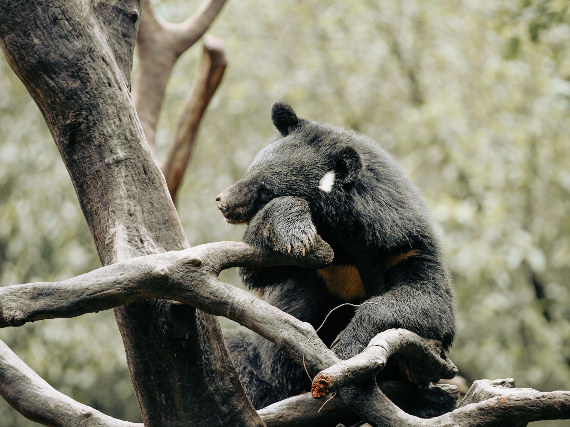 Black bear perched on tree branches in a wooded setting