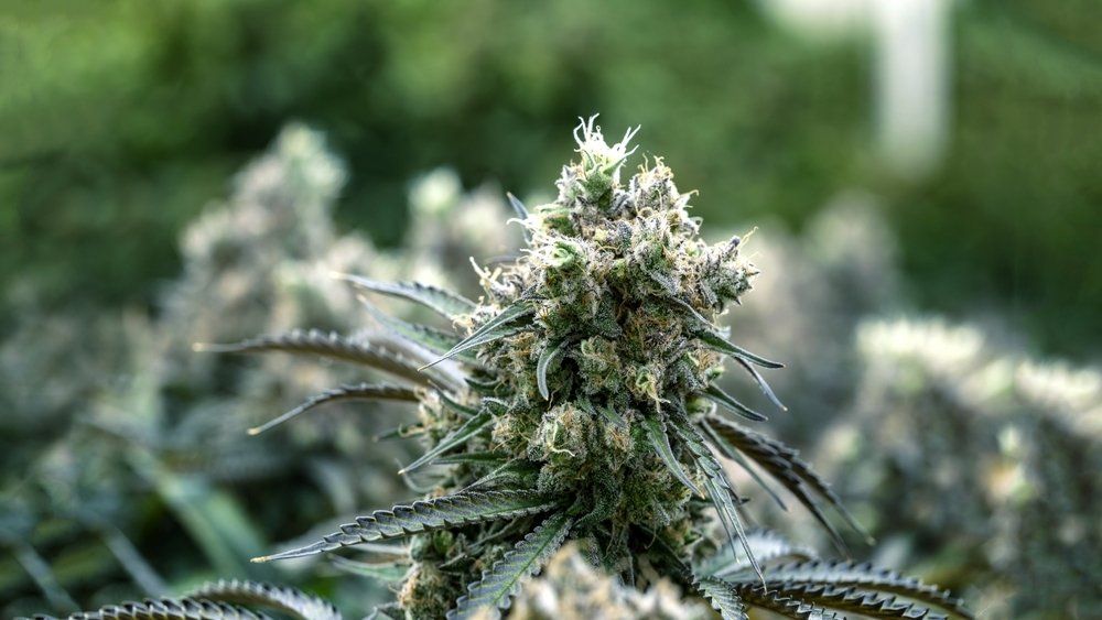 Cannabis Plant and Bud