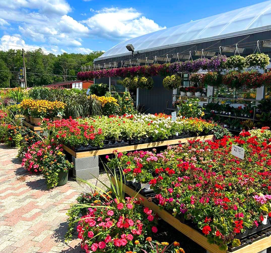 A greenhouse filled with lots of flowers and plants