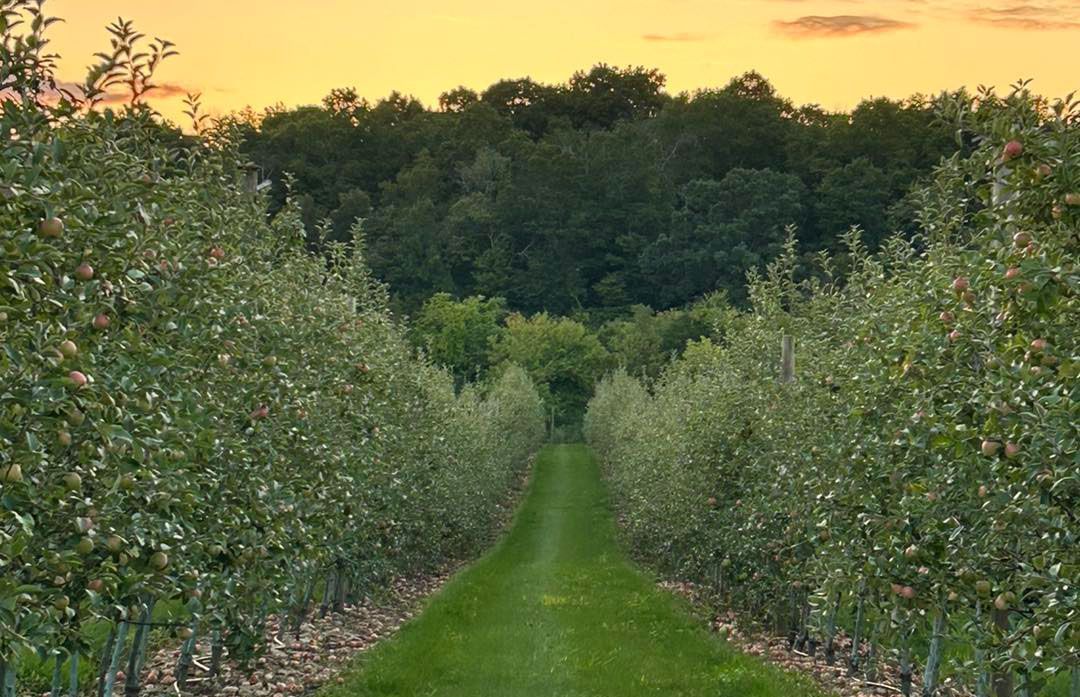 Rows of apple trees with green grass leading to a forest under an orange and yellow sunset sky.