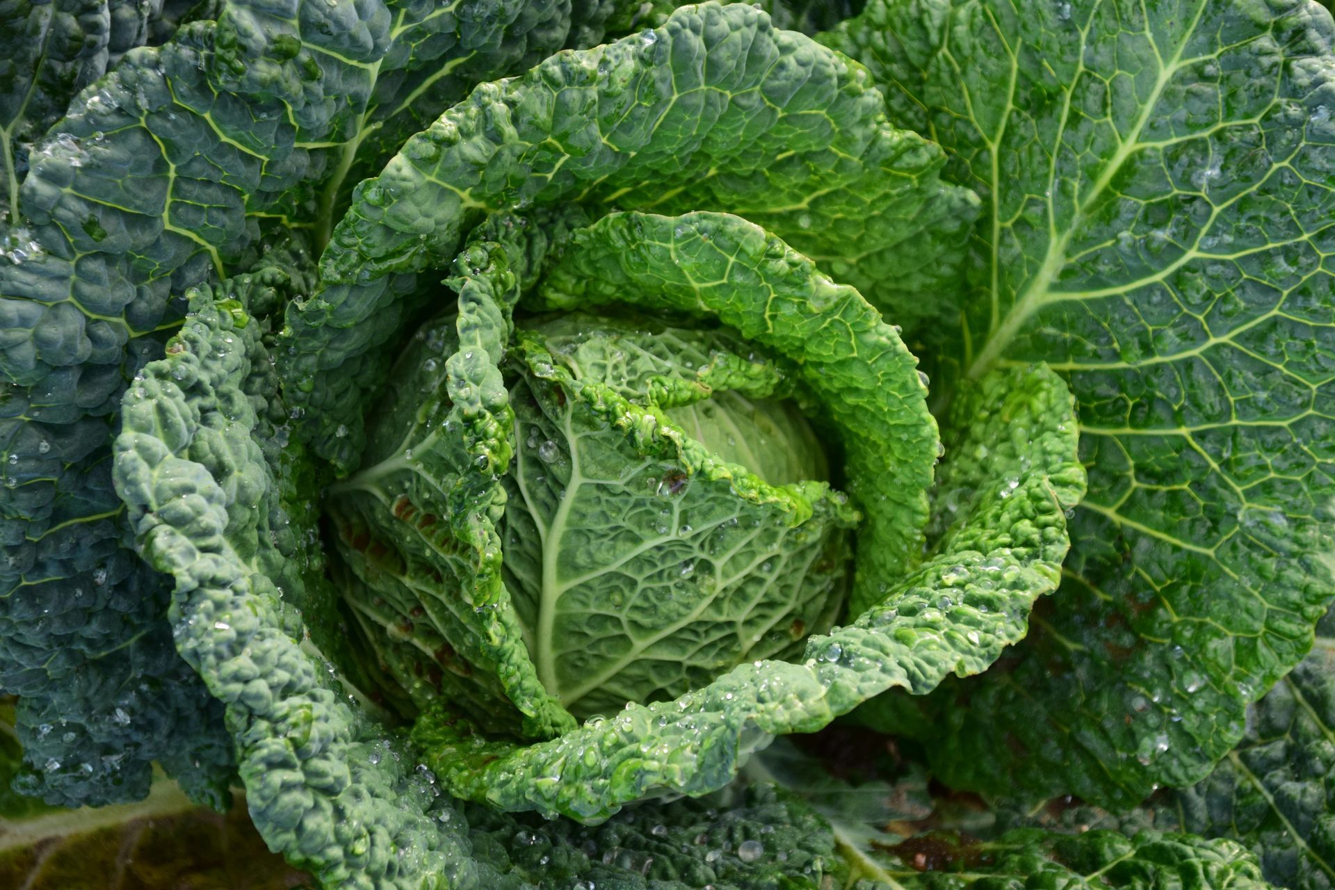 A close up of a cabbage growing in a garden.