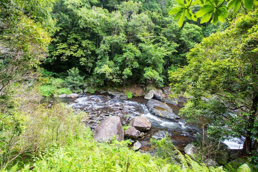 A River Flowing Through a Lush Green Forest Surrounded by Trees and Rocks — Smithys Crane Hire in Redlynch, QLD