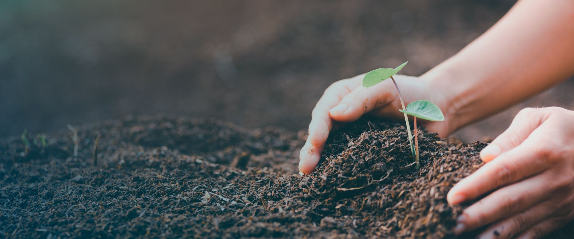 Sa&uacute;de Planet&aacute;ria e Cultura Regenerativa: Como cuidar do meio ambiente protege a nossa sa&uacute;de