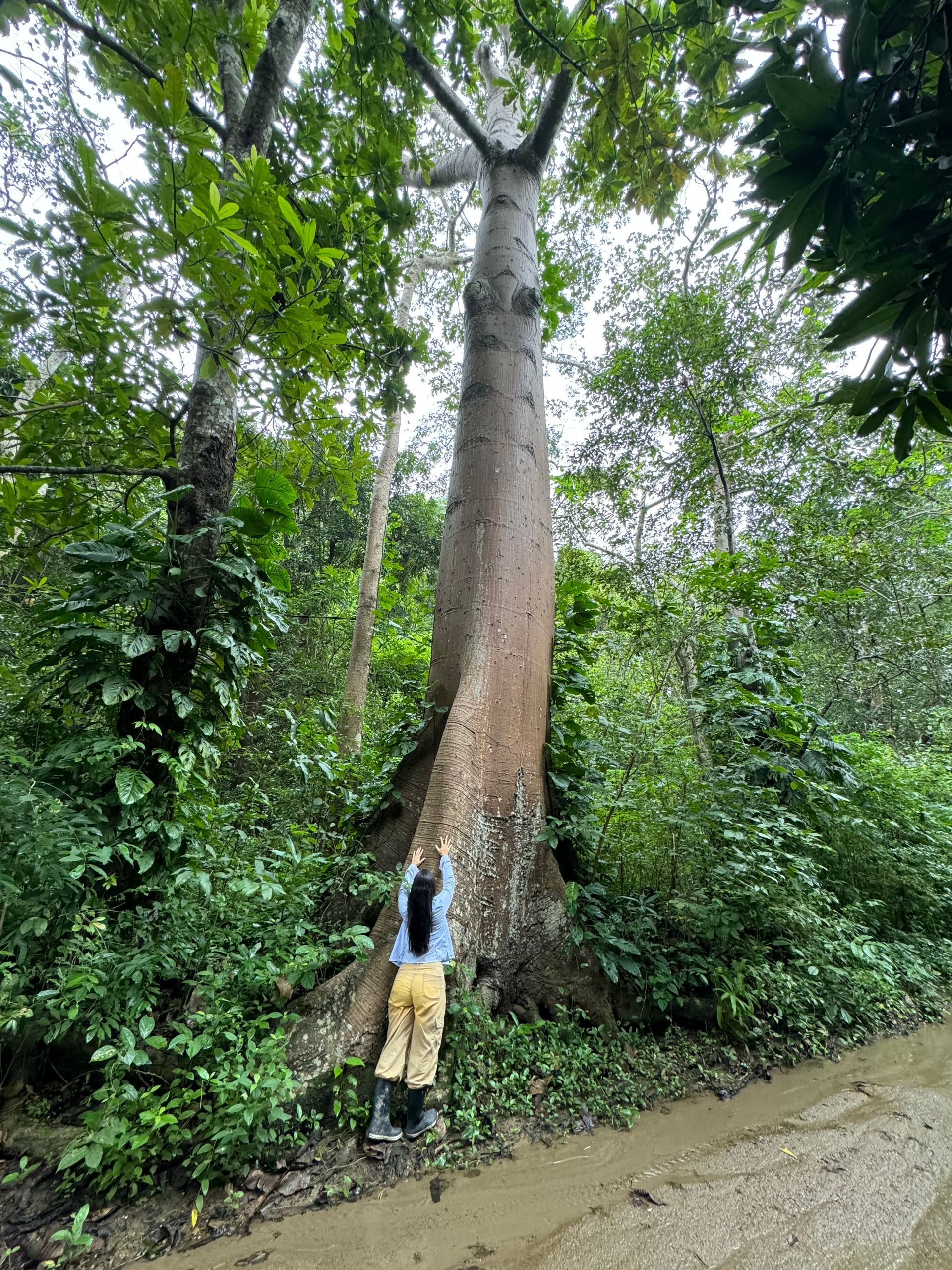 Persona abrazando un enorme tronco de árbol en un exuberante bosque verde, tronco marrón contra follaje verde.