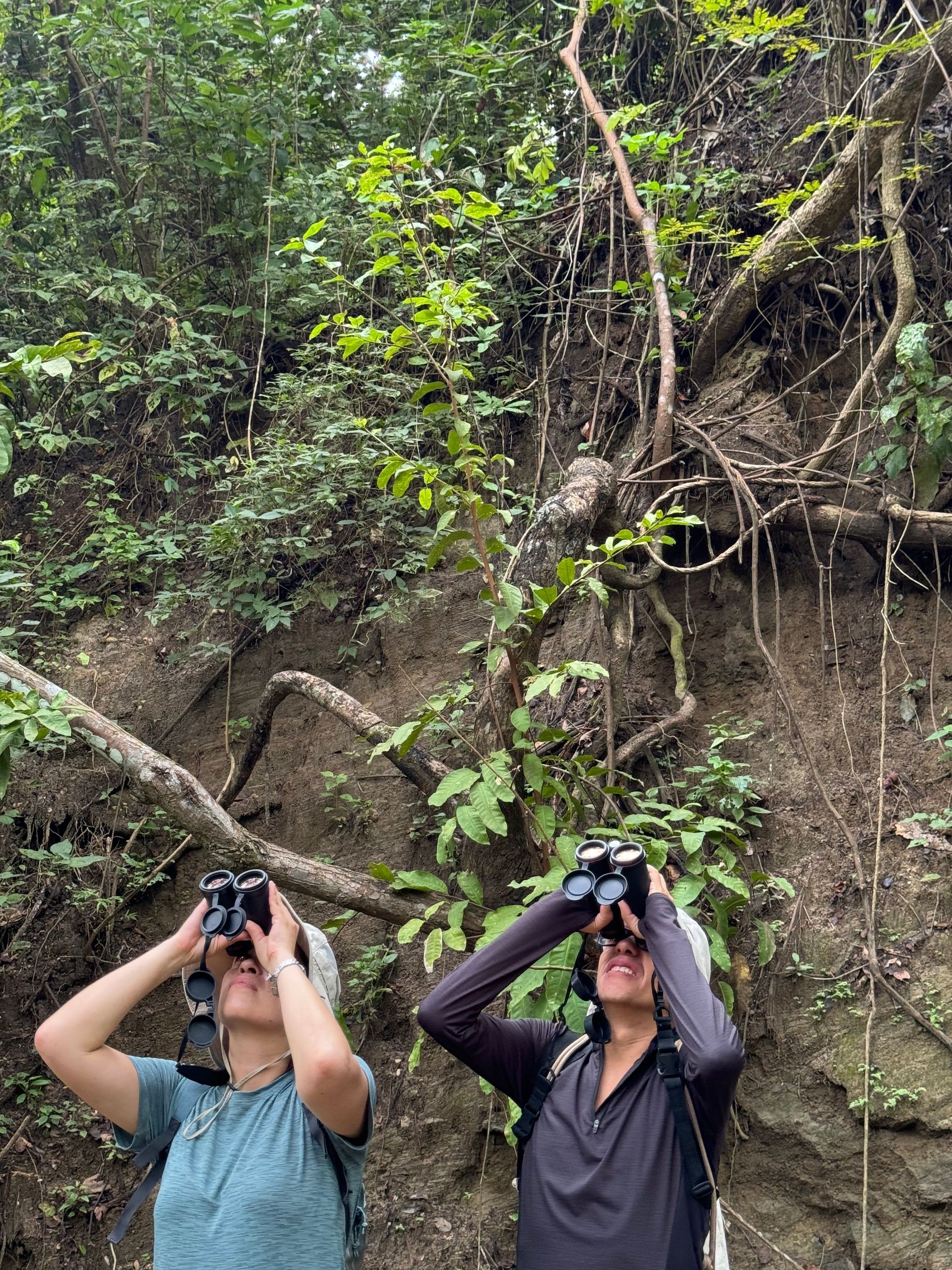 Dos personas miran a través de binoculares algo en un bosque; un exuberante follaje verde los rodea.
