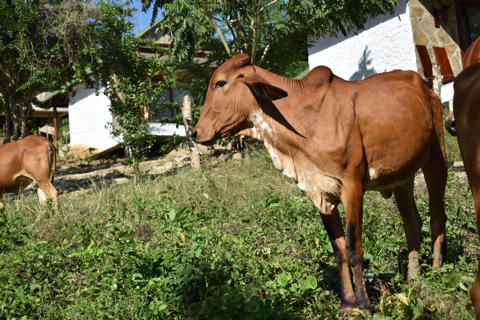Vaca marrón pastando en un campo de hierba con un edificio blanco al fondo.