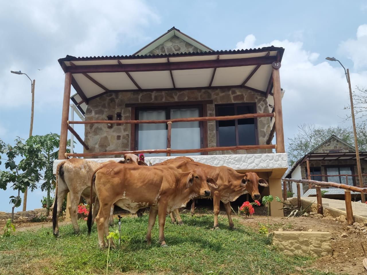 Las vacas pastan cerca de una cabaña de piedra con un porche cubierto en una ladera cubierta de hierba bajo un cielo azul.