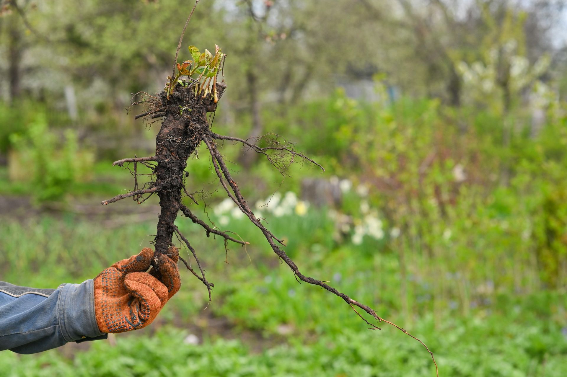 Gloved hand holding a freshly dug plant root with soil, in a green garden or field Gloved hand holding a freshly dug plant root with soil, in a green garden or field