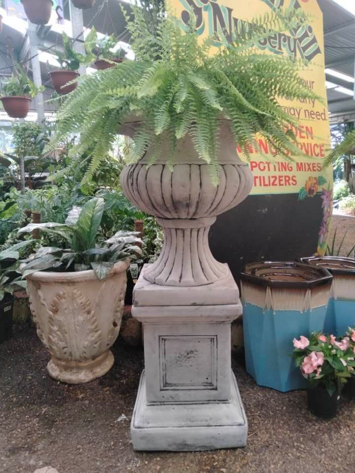 Fern Plant on a Pot — Junction Hill Nursery in Junction Hill, NSW