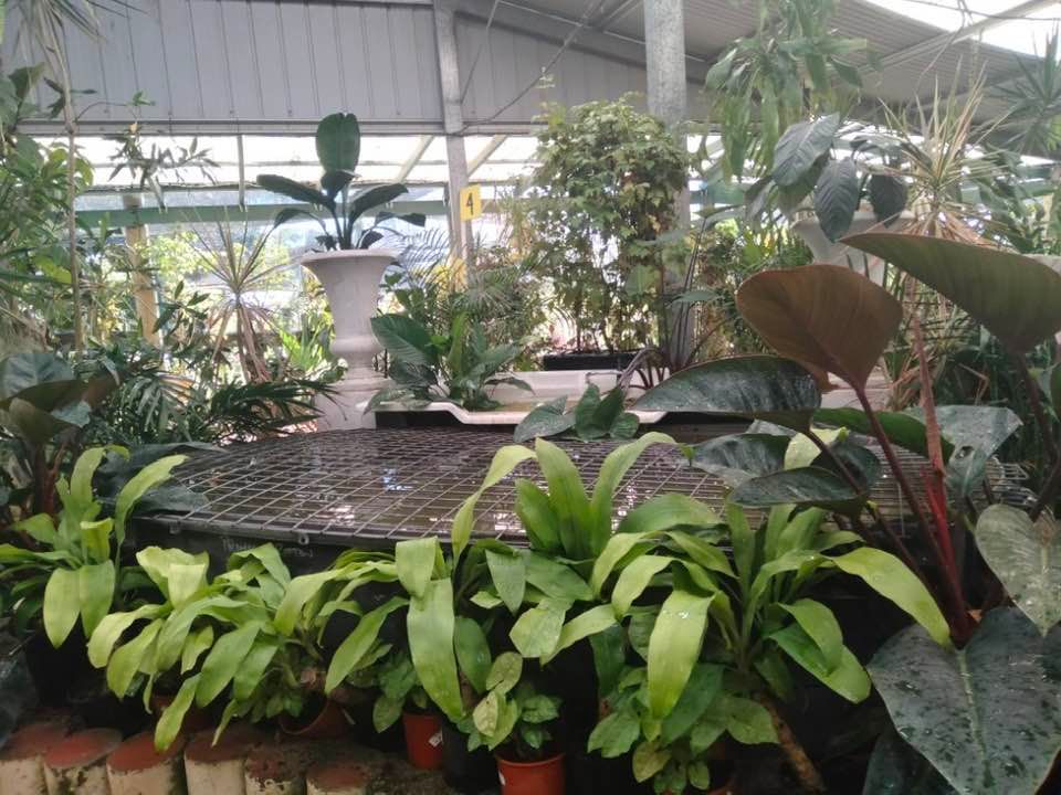 Garden — Junction Hill Nursery in Junction Hill, NSW