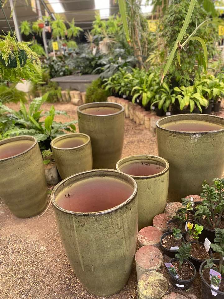 Large Planters — Junction Hill Nursery in Junction Hill, NSW