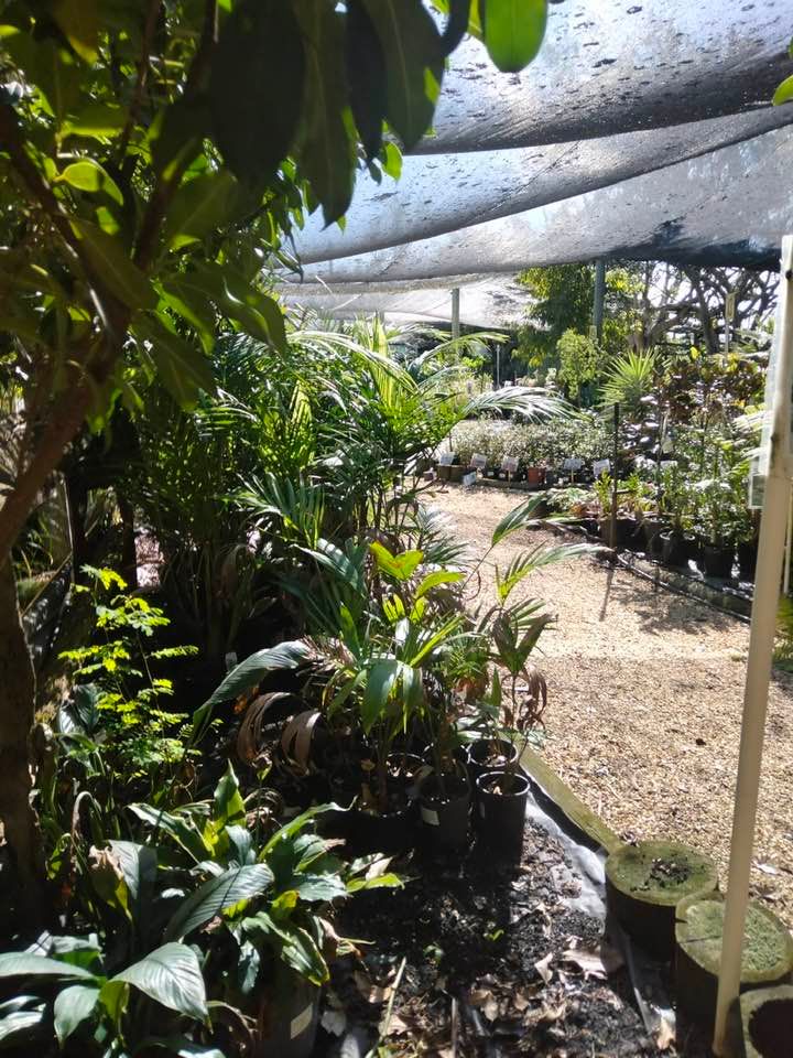 Plants on Display — Junction Hill Nursery in Junction Hill, NSW