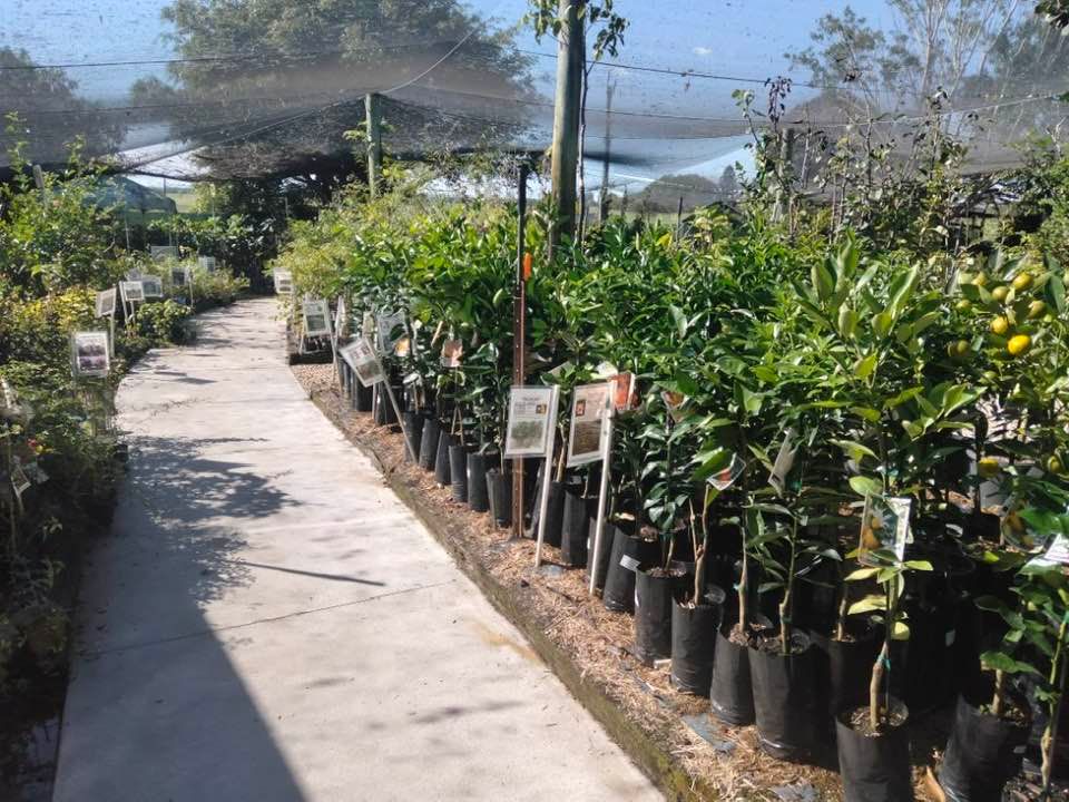 Calamansi Trees— Junction Hill Nursery in Junction Hill, NSW